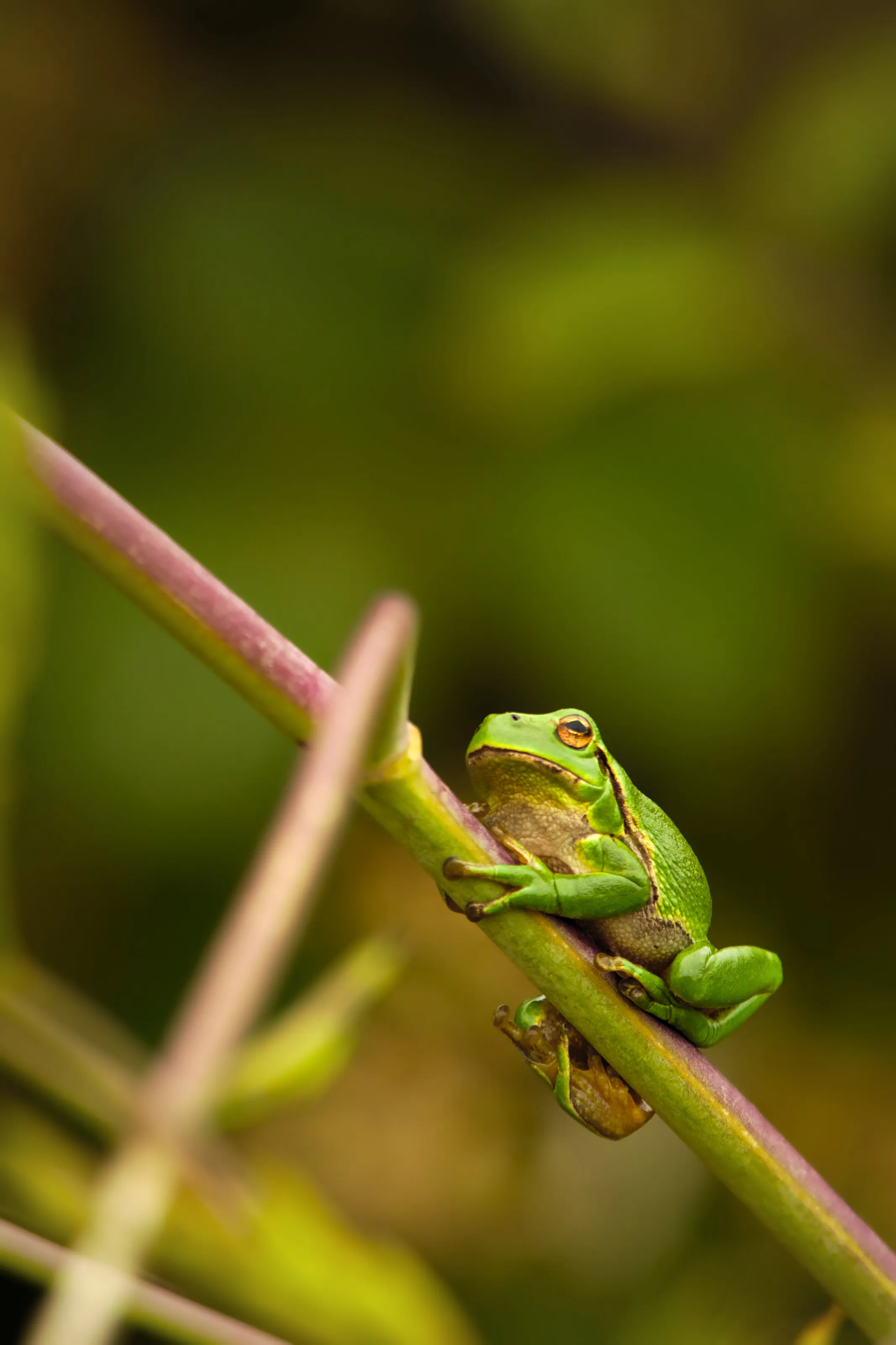 Hyla arborea