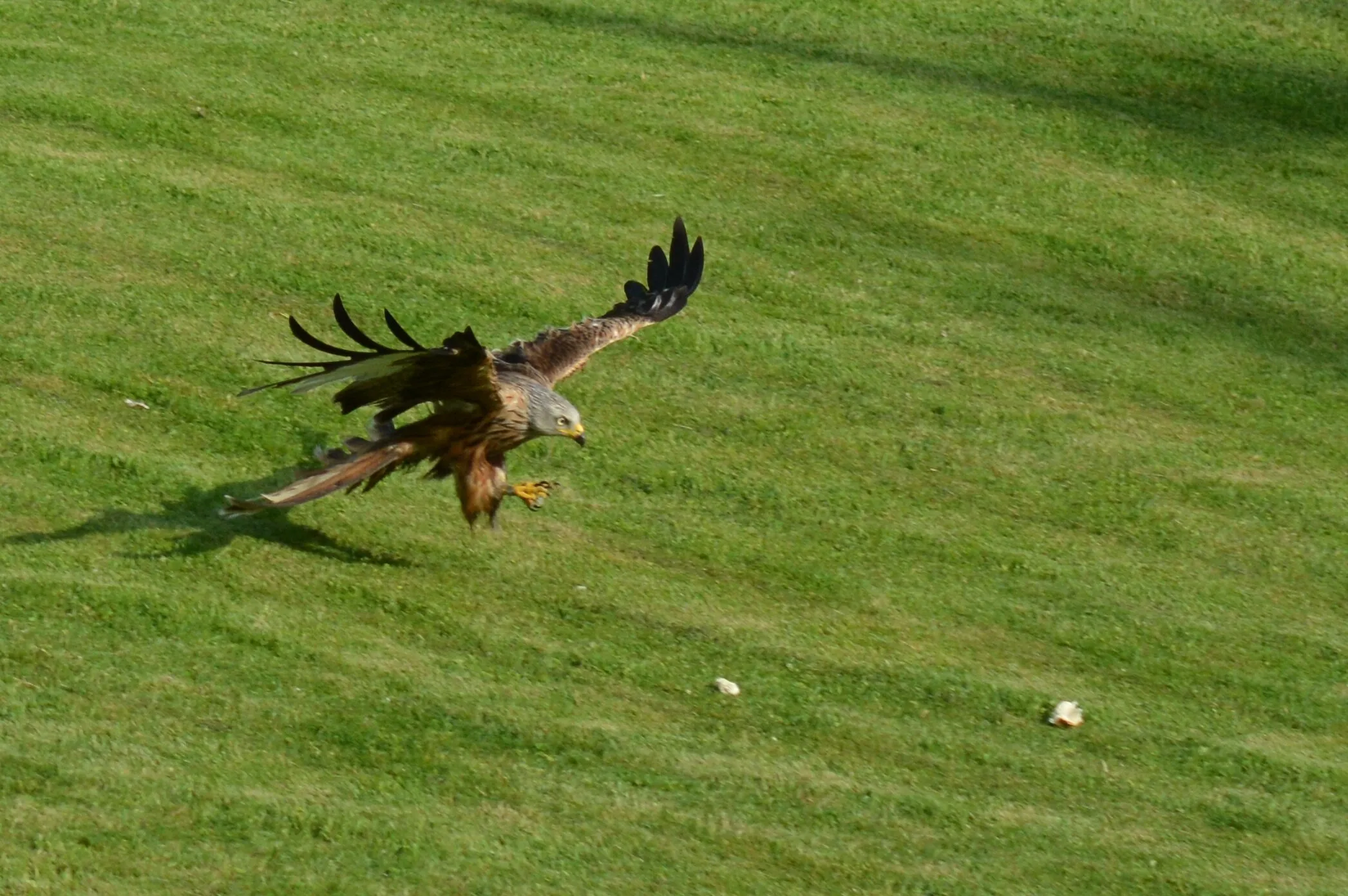 Red Kite