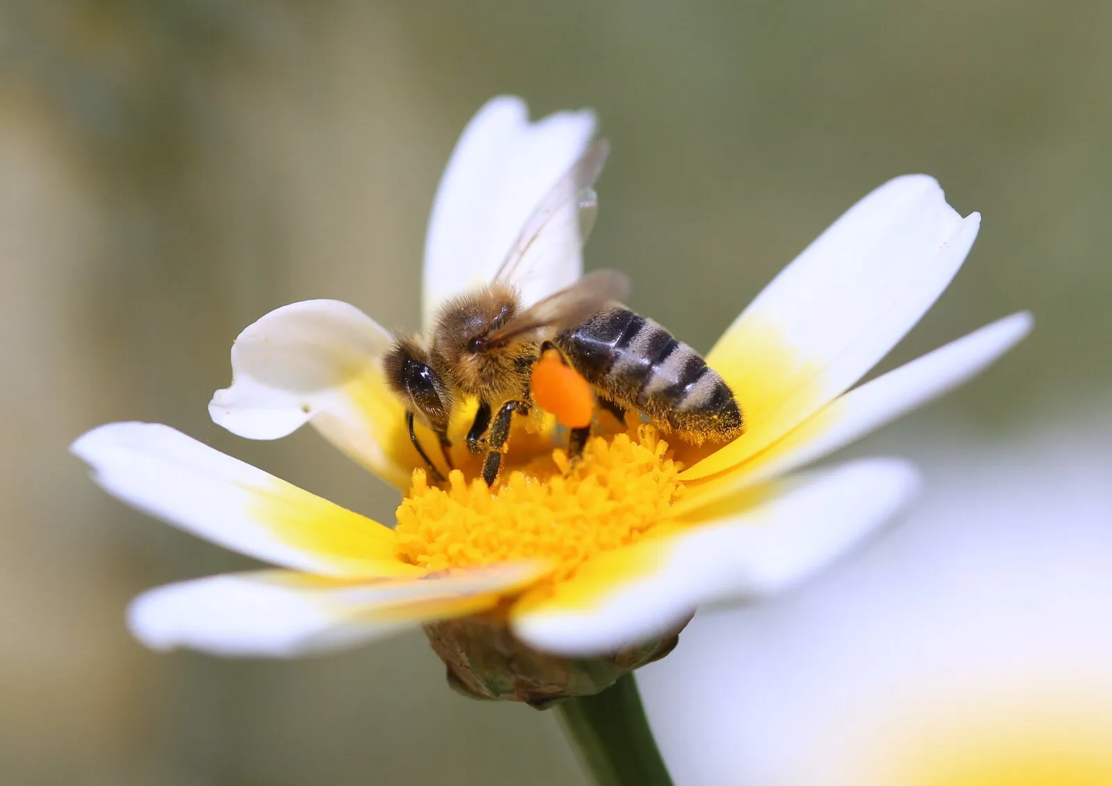 Collecting Nectar