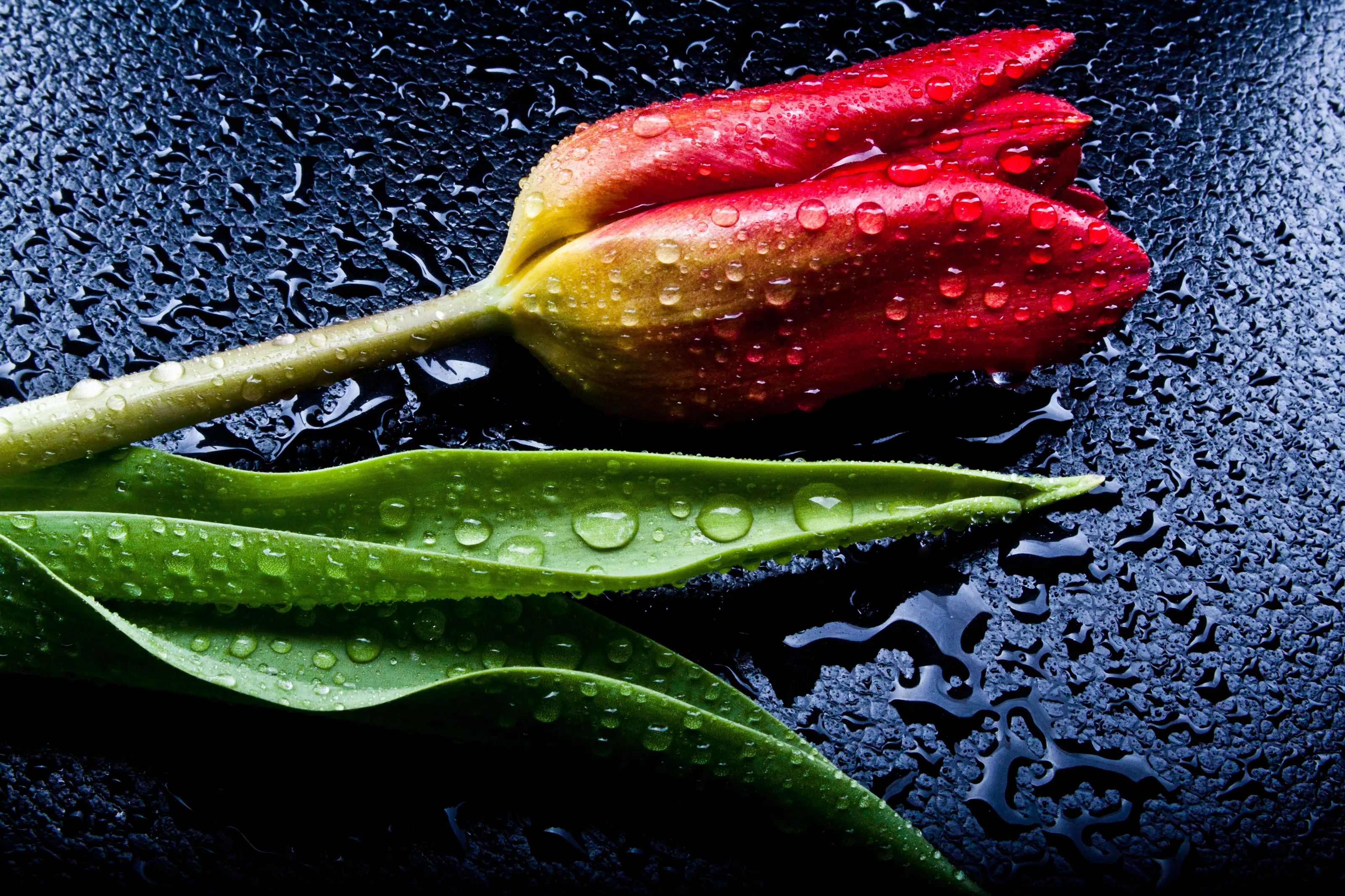 Red Tulip
