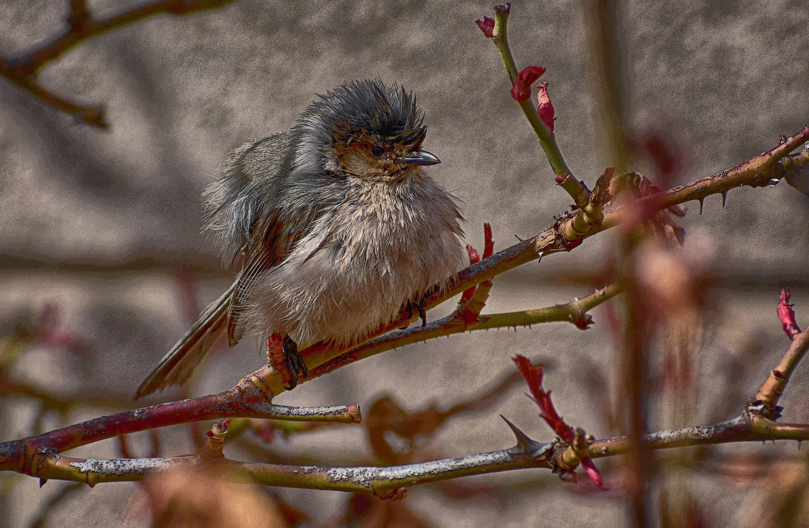 Wild Bird