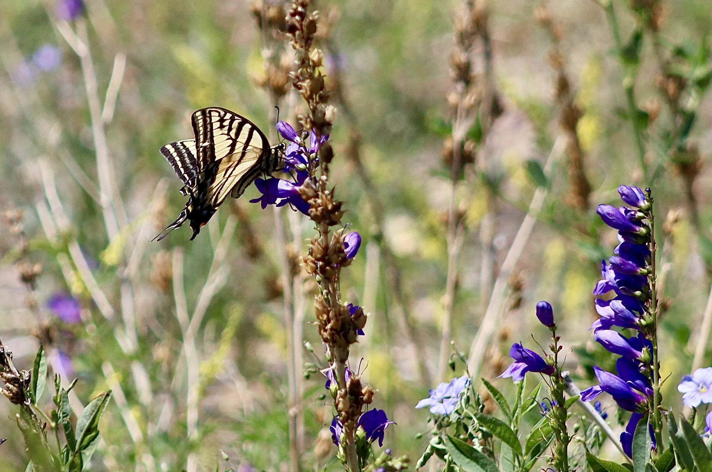 Western Tiger Swallowtail Butterfly