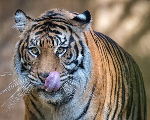 Entry 8457952