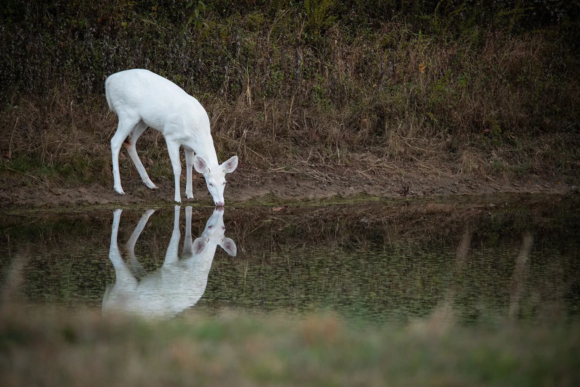 Double vision