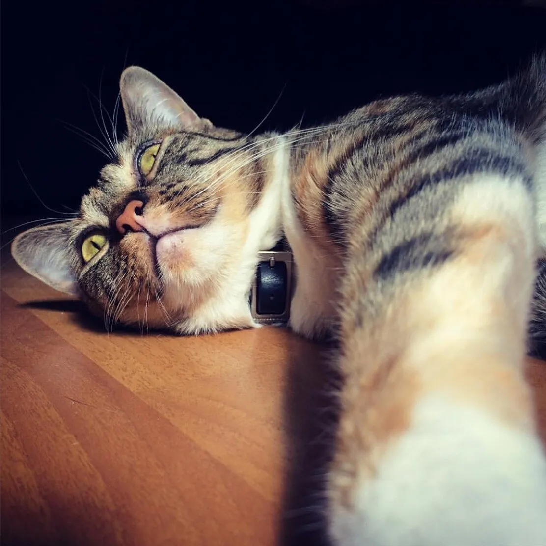 Catatonic