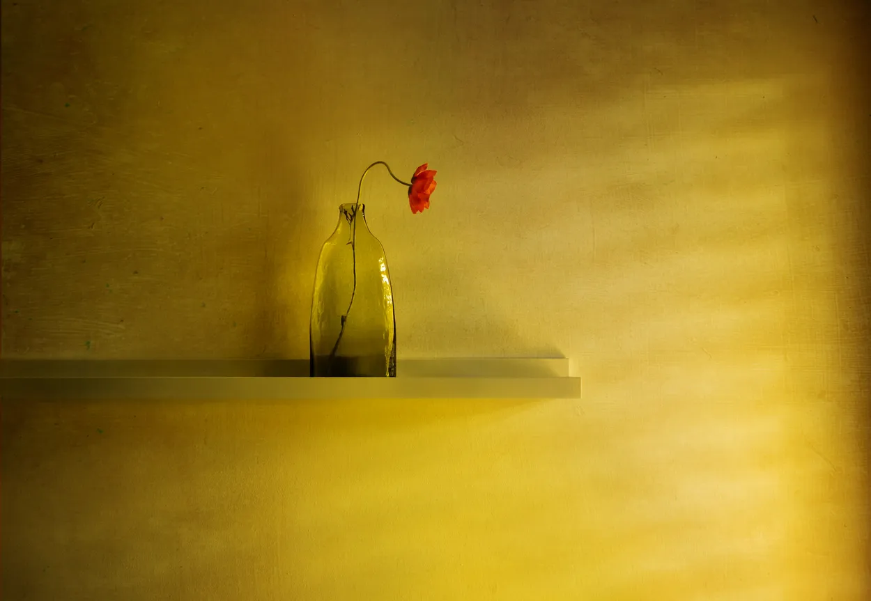 Sunlight and poppy