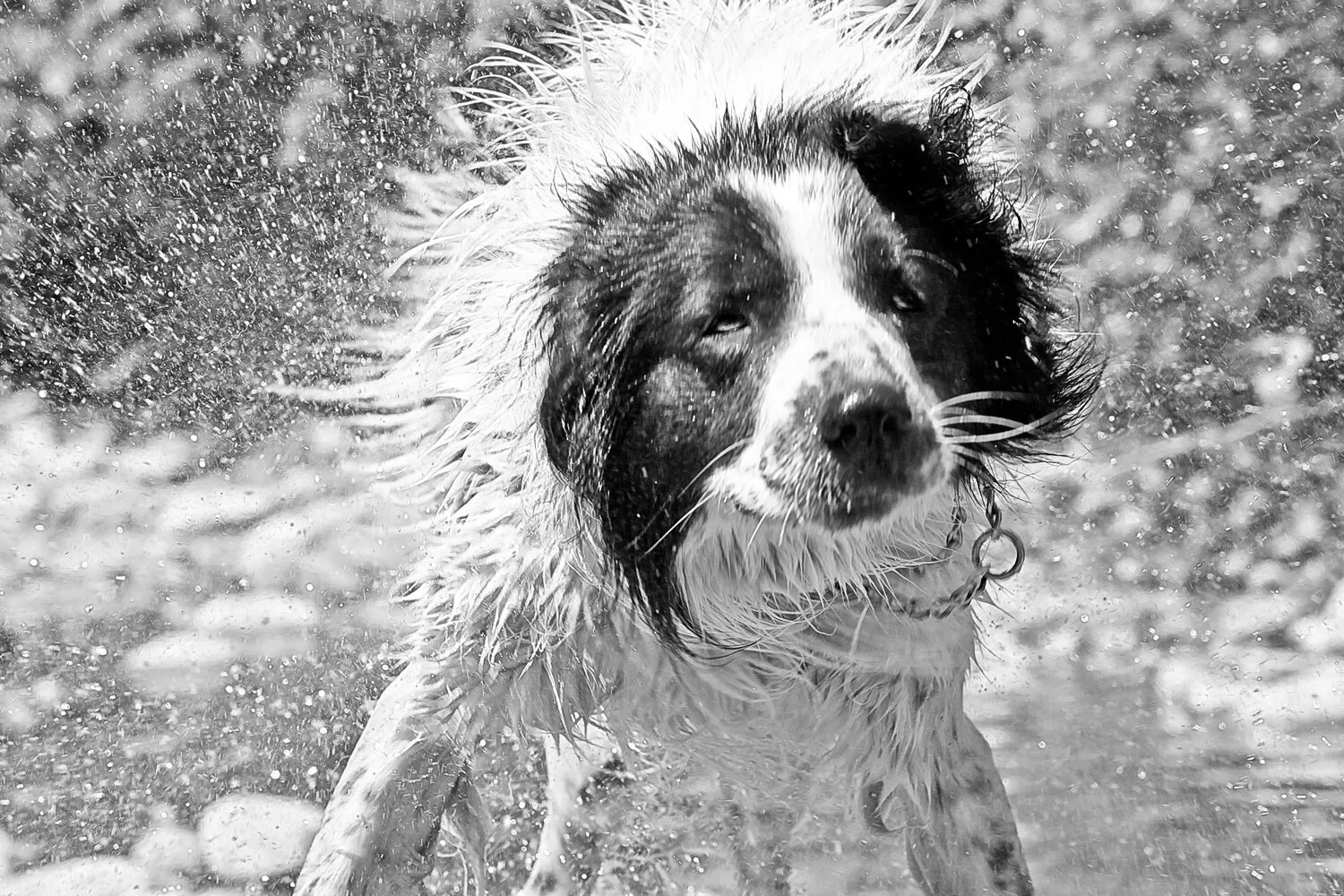 Shake it off