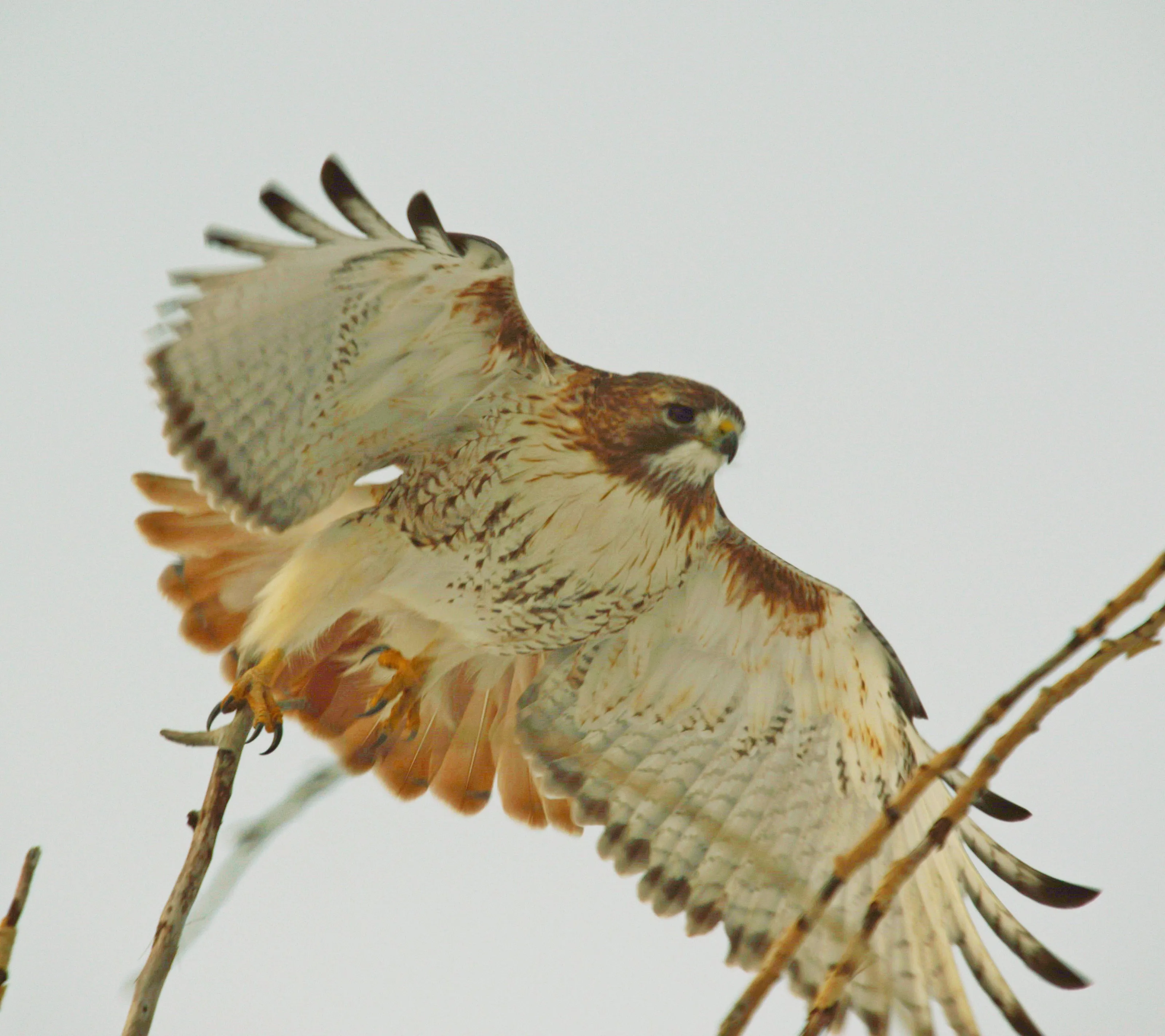 red tailed hawk
