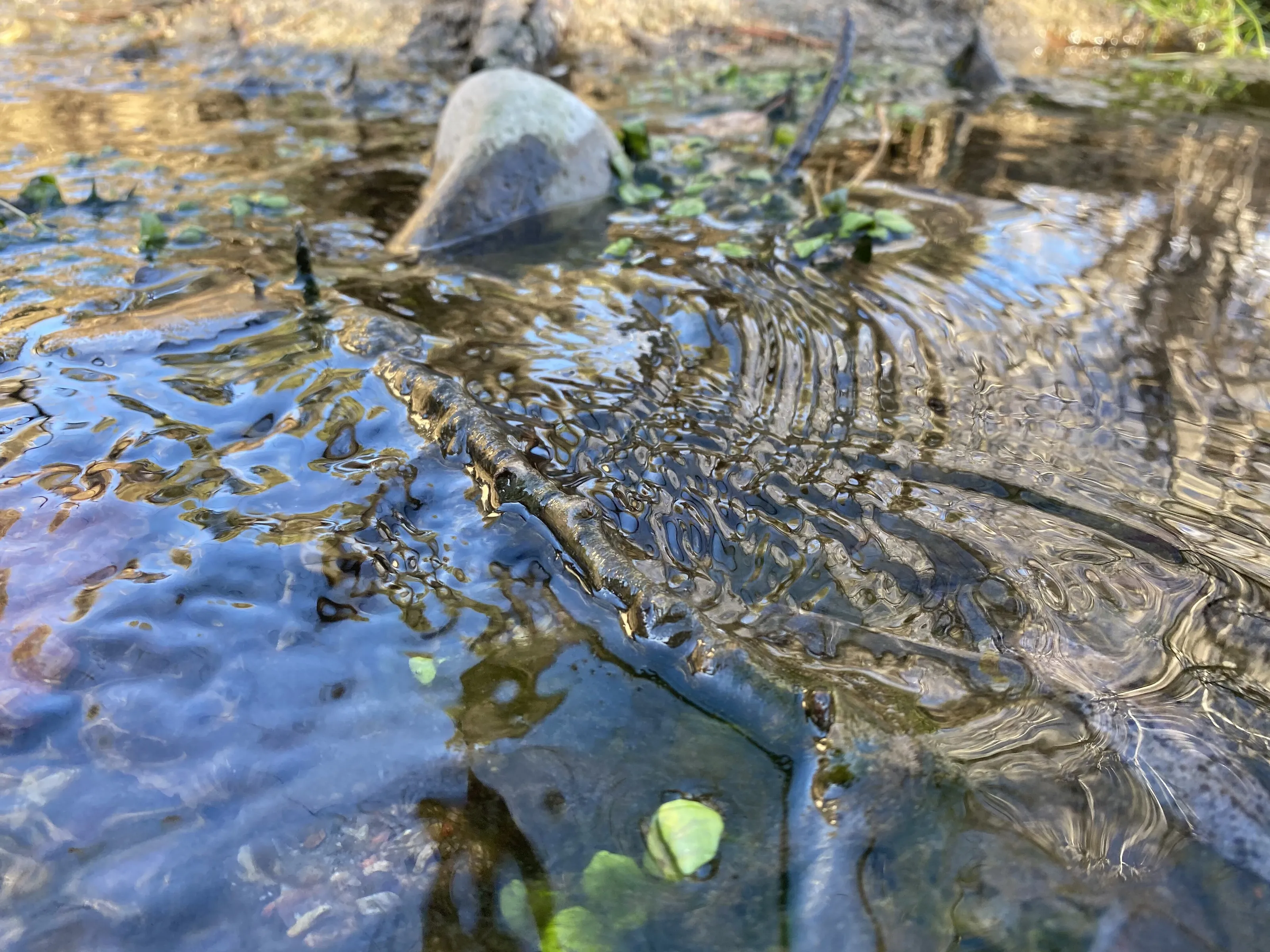 lil’ creek