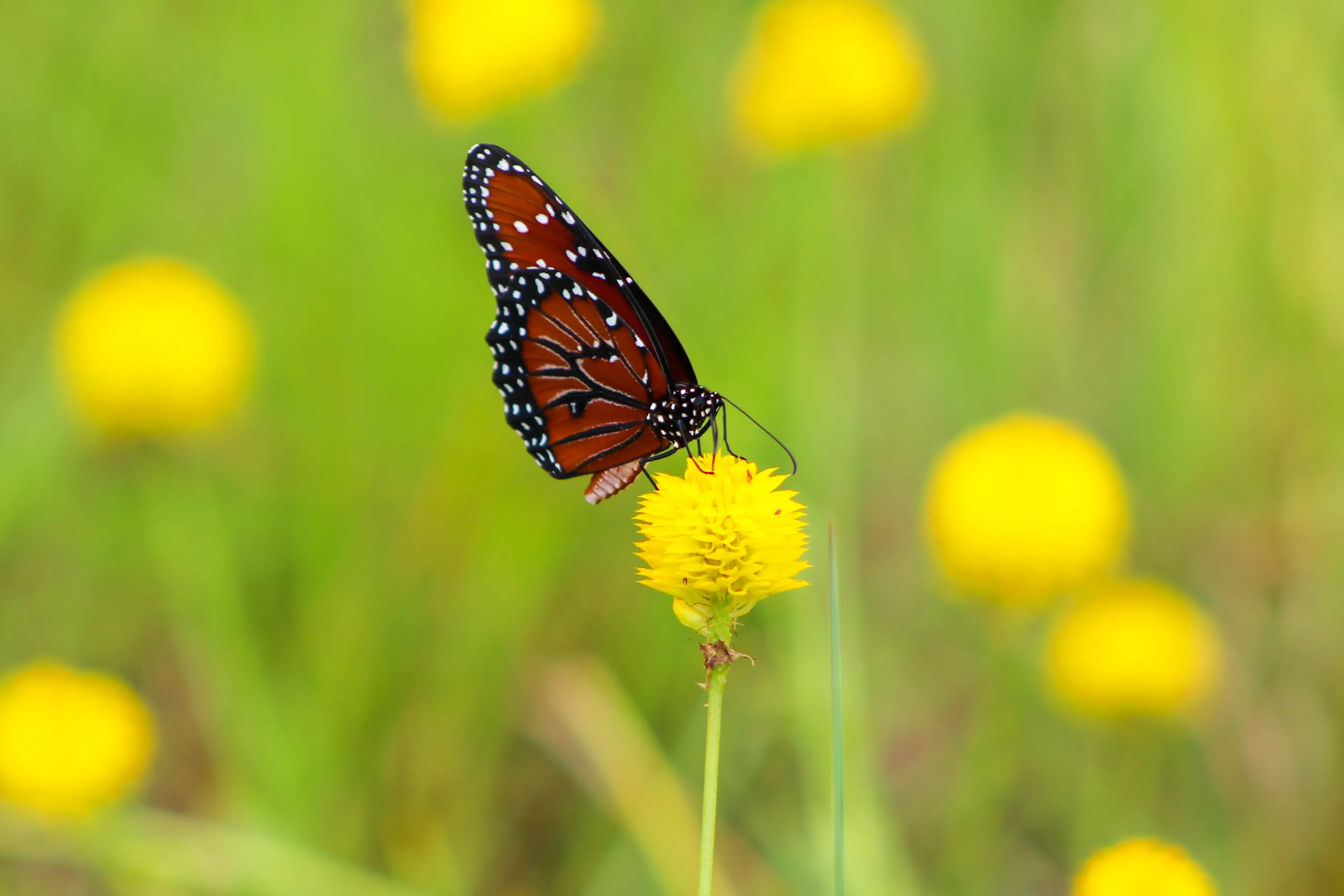 Queen Butterfly