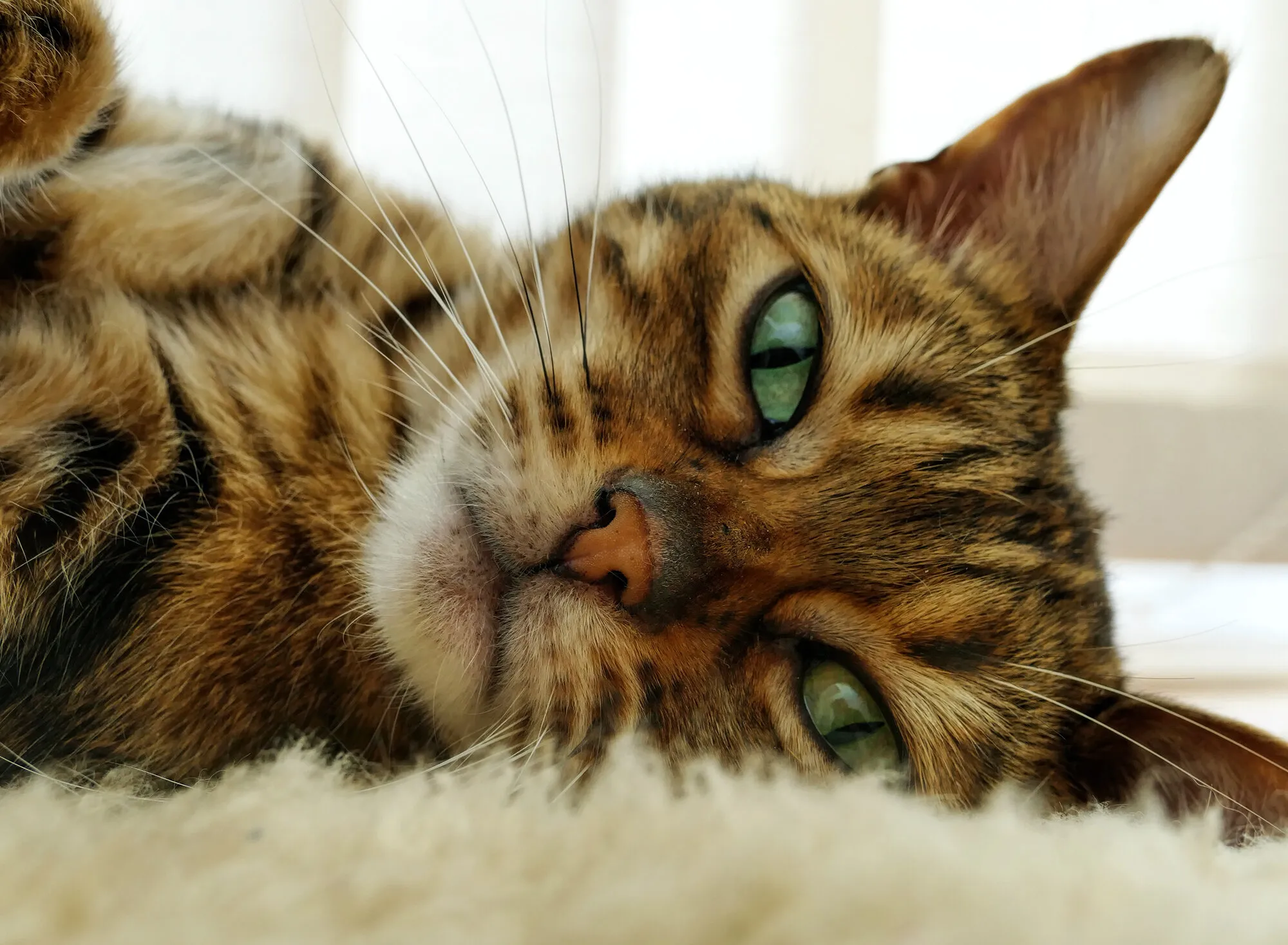 Meet Mr Tibbs.