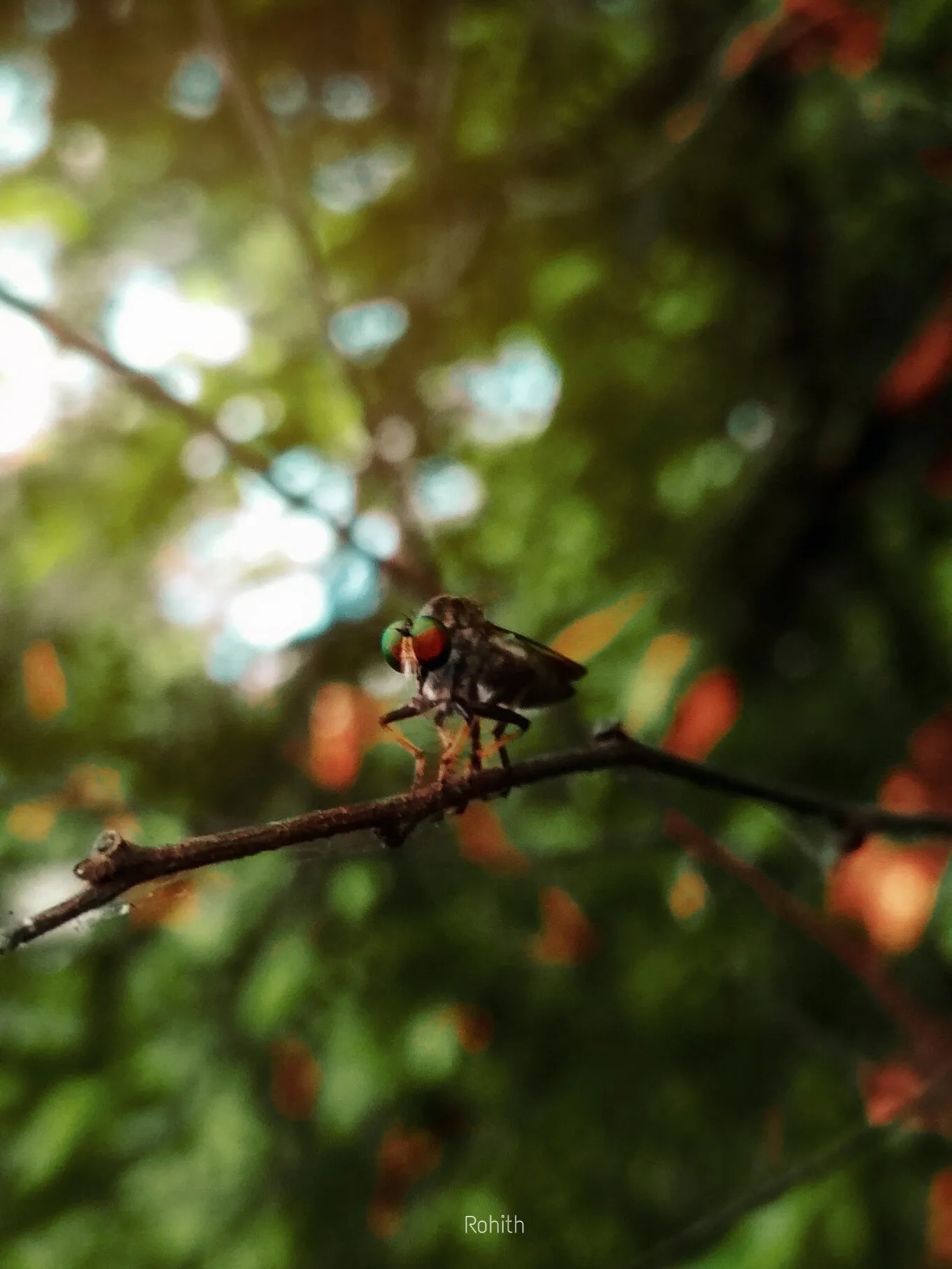 Shoot on #redmi4