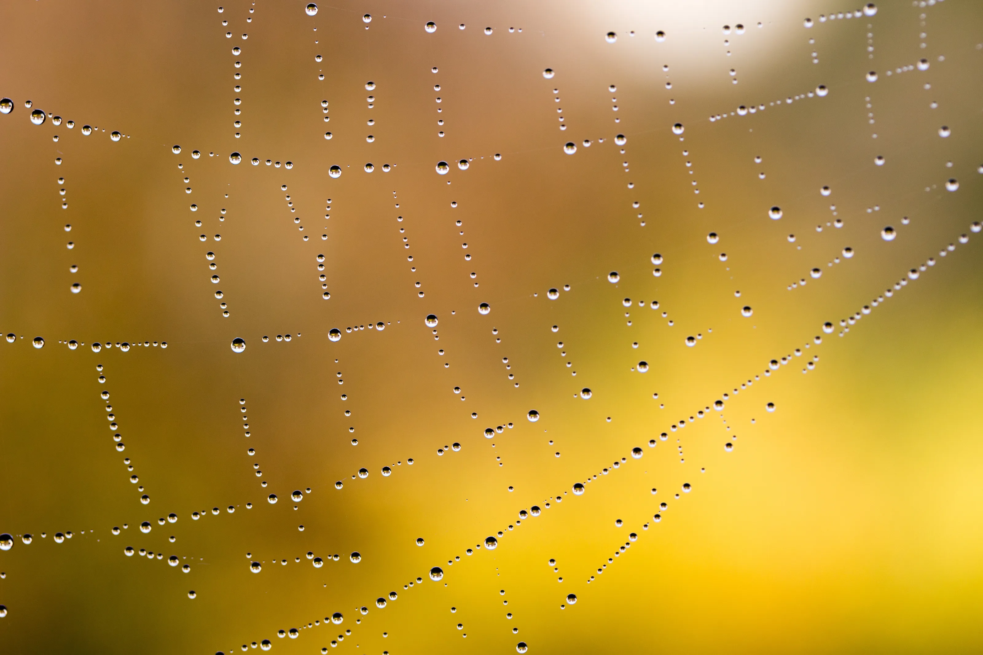 Droplets on a spiderweb