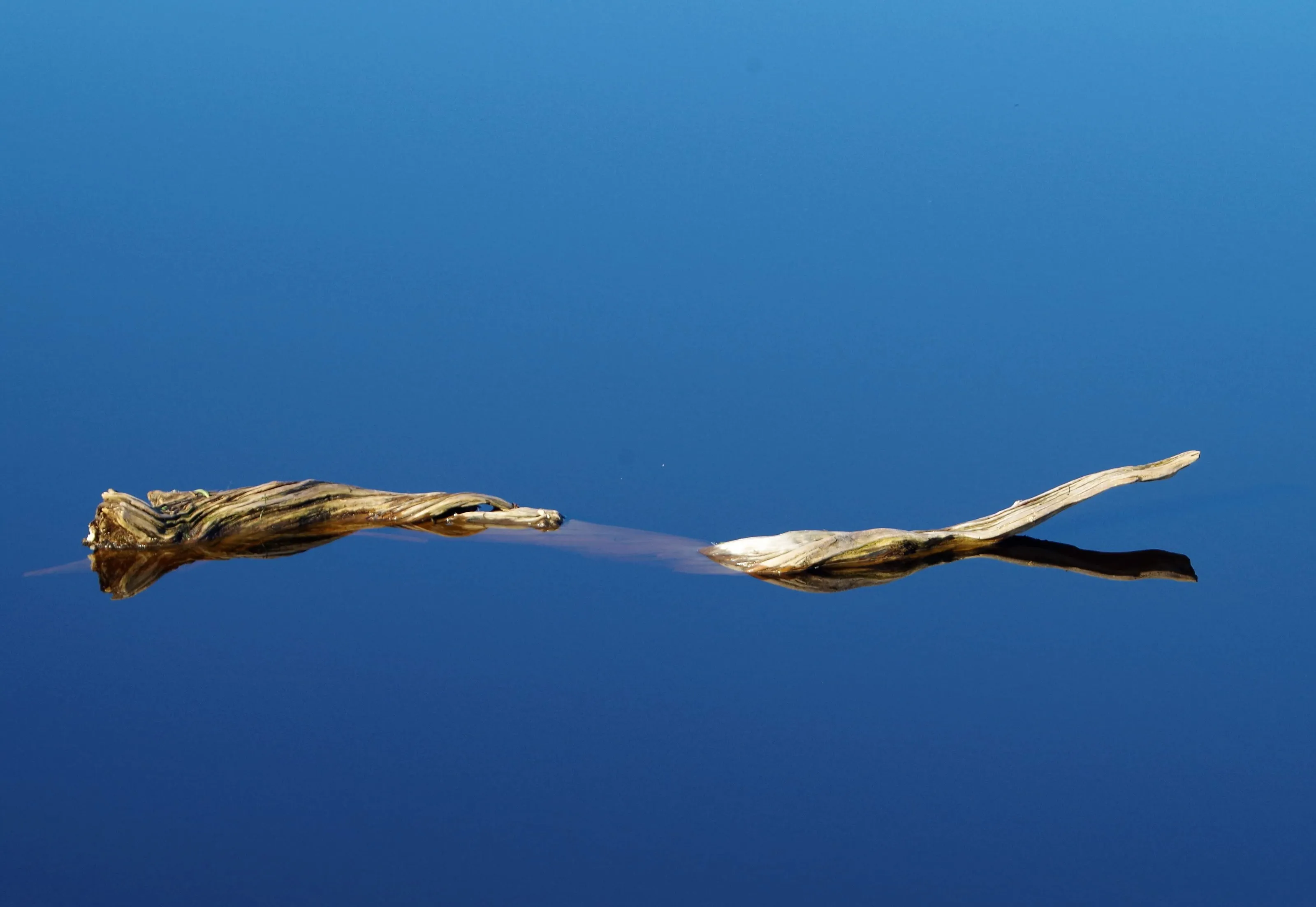 Driftwood