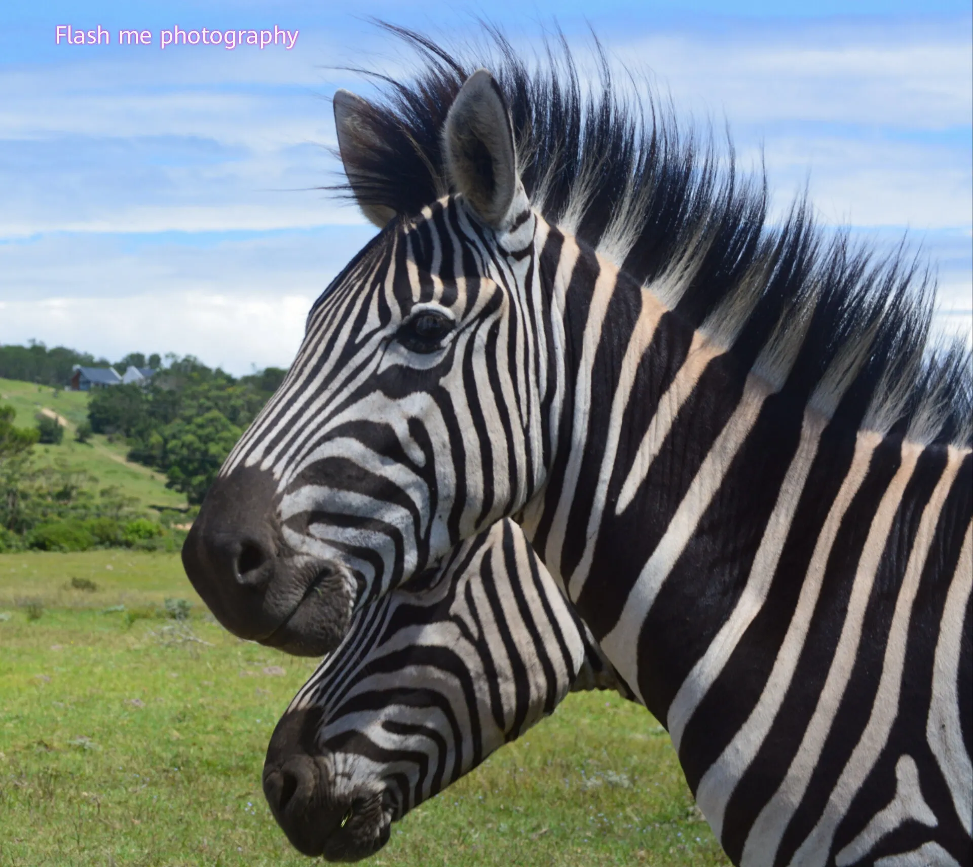 Zebras in Kragga Kamma park