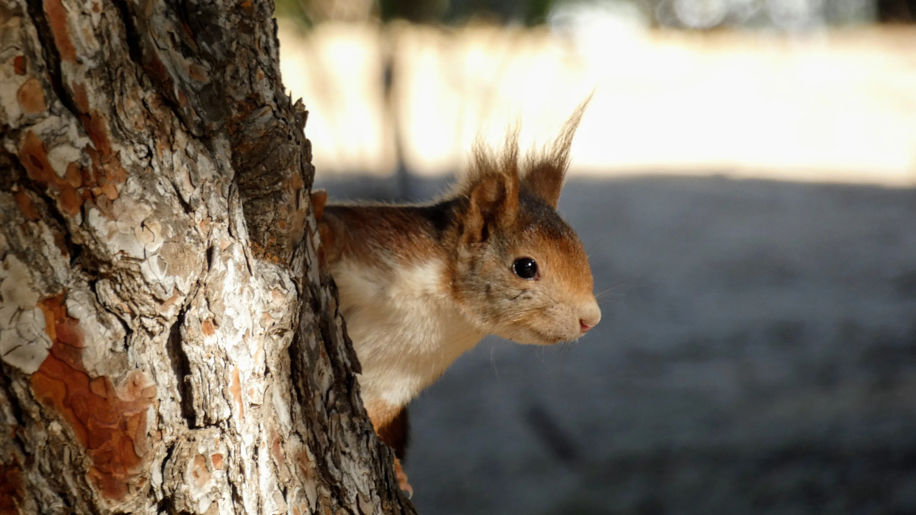 Red squirrel