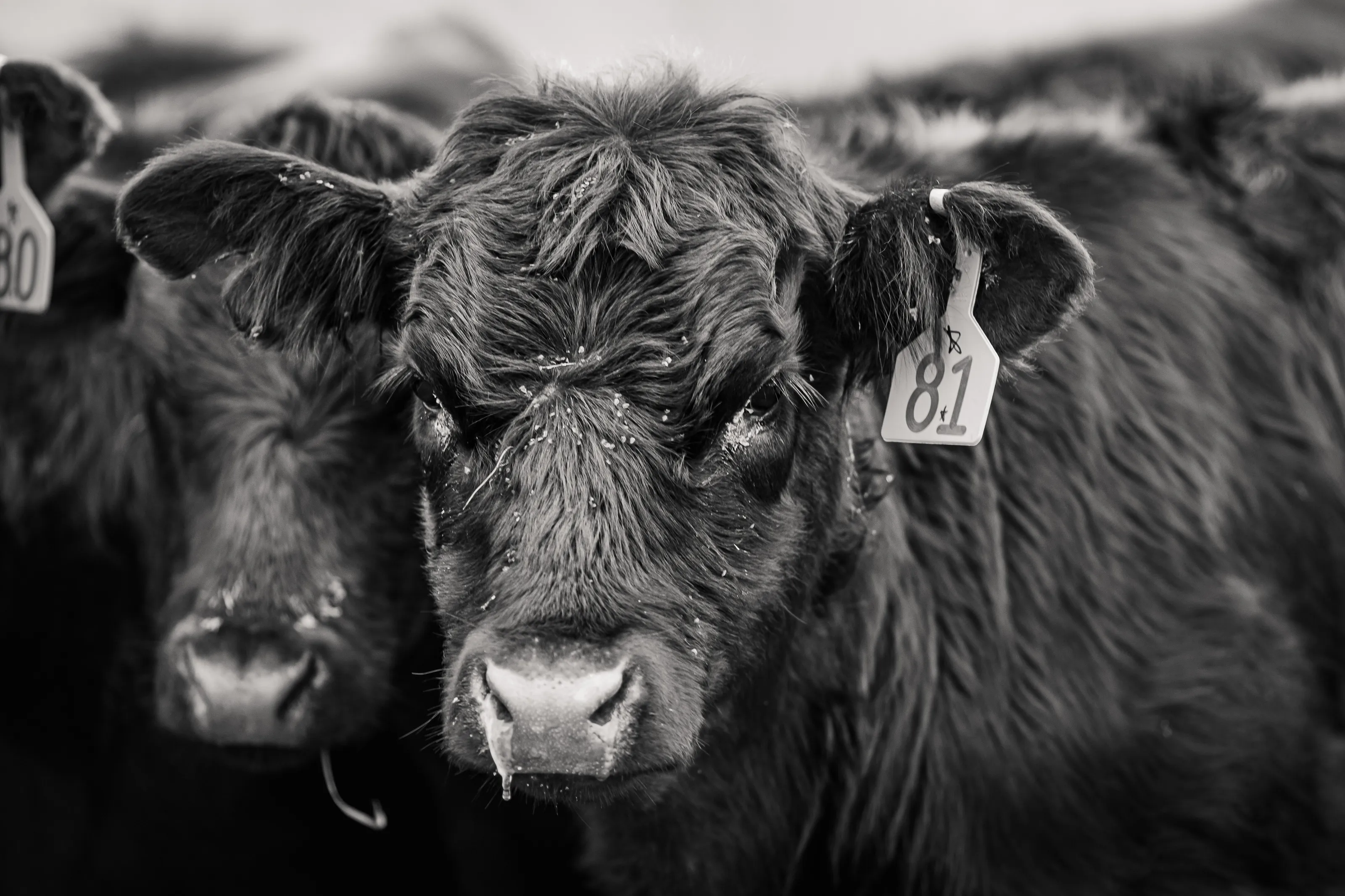 Black Angus
