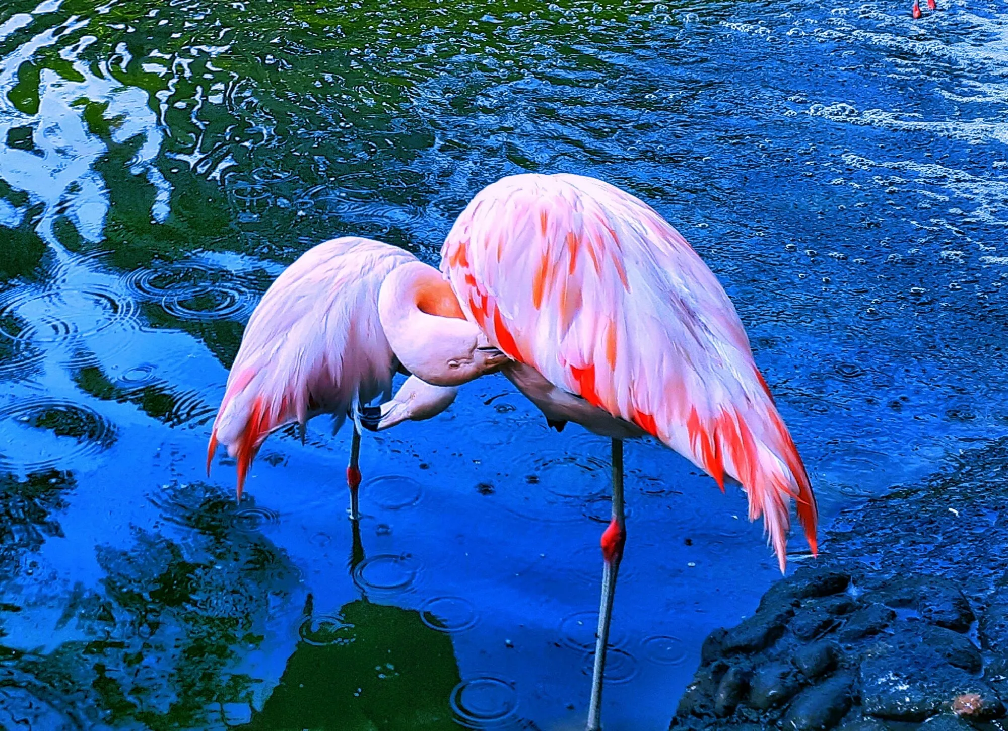 lovebirds