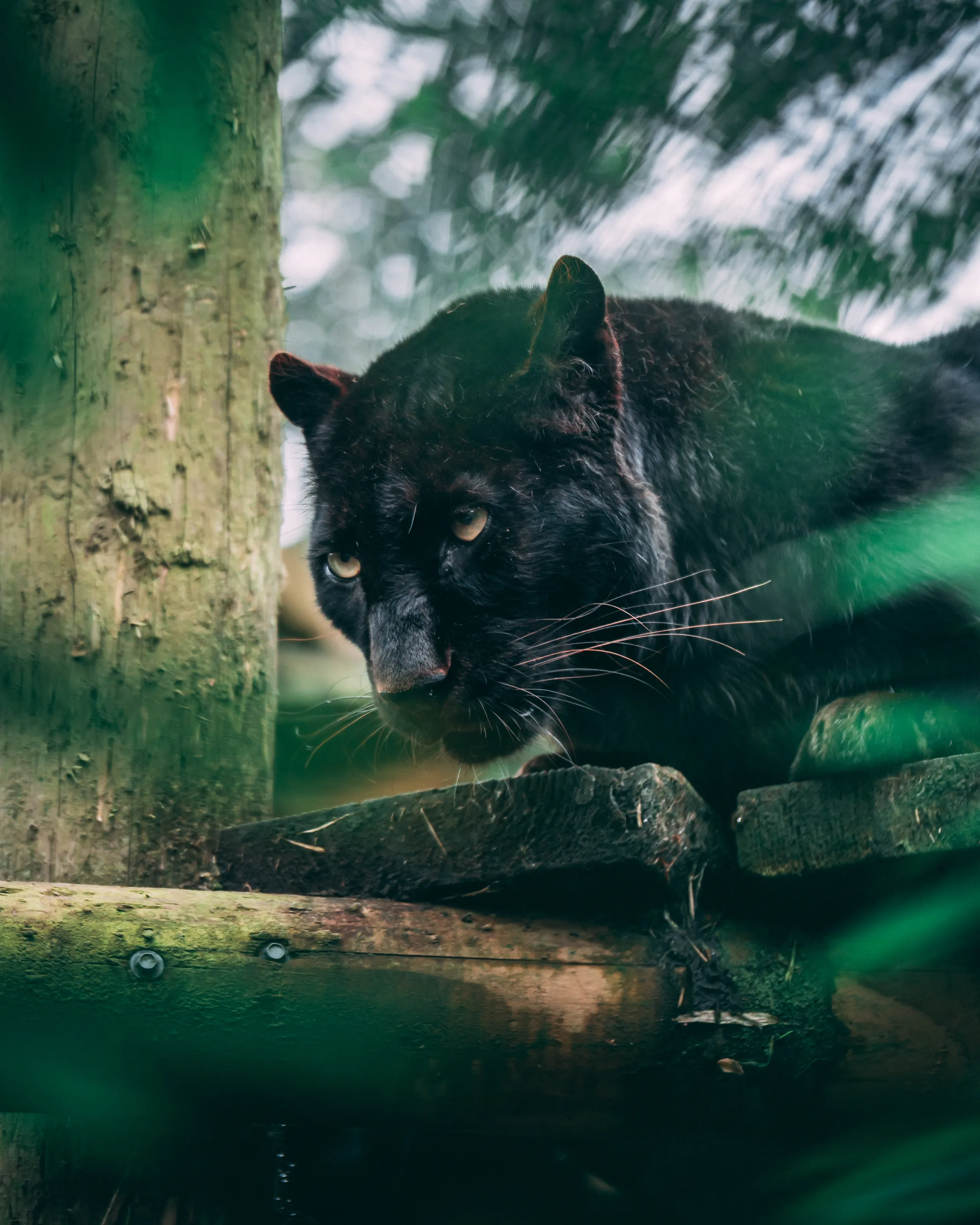 Black Jaguear