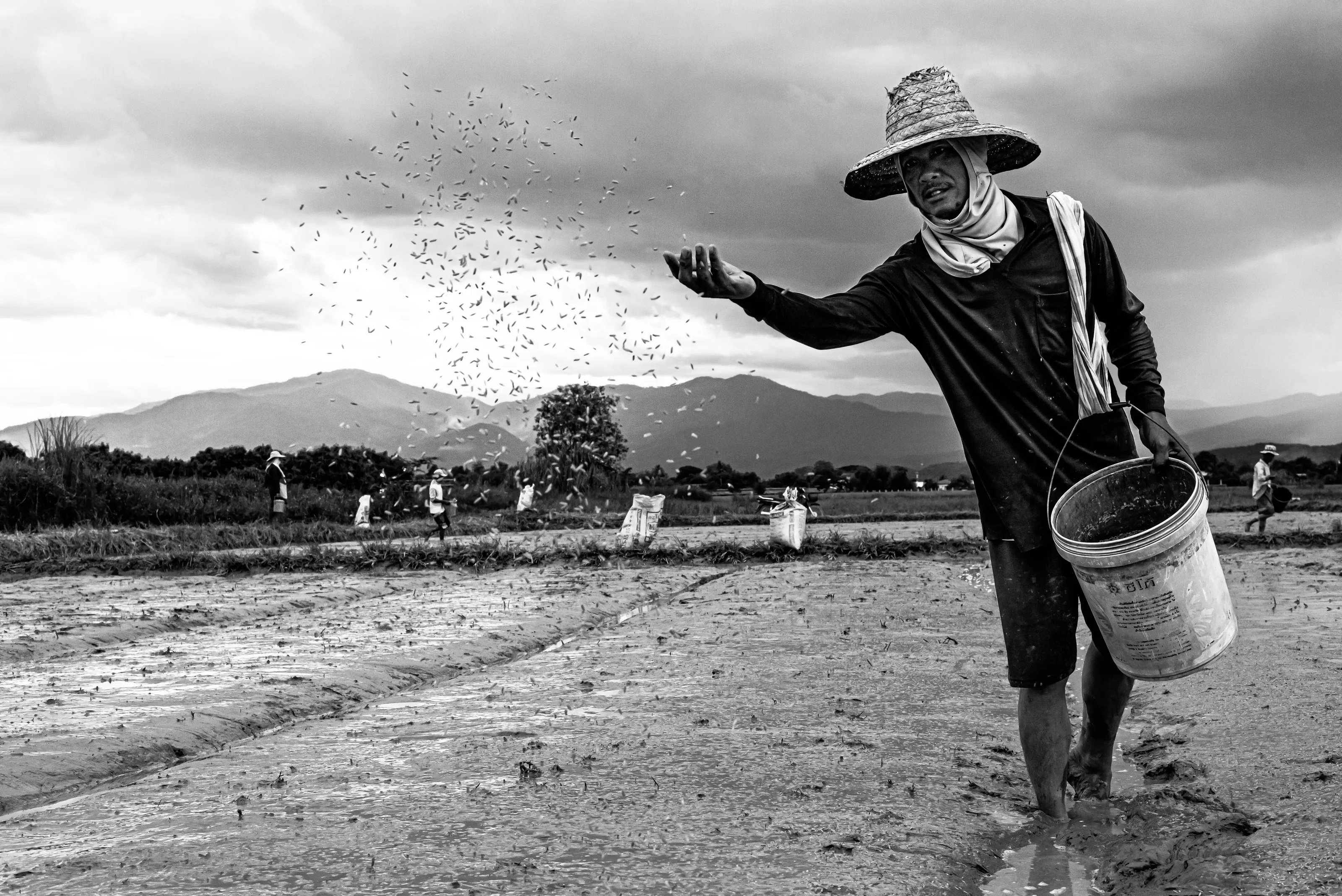 Rice Farmer Throwing Seeds, San Sai