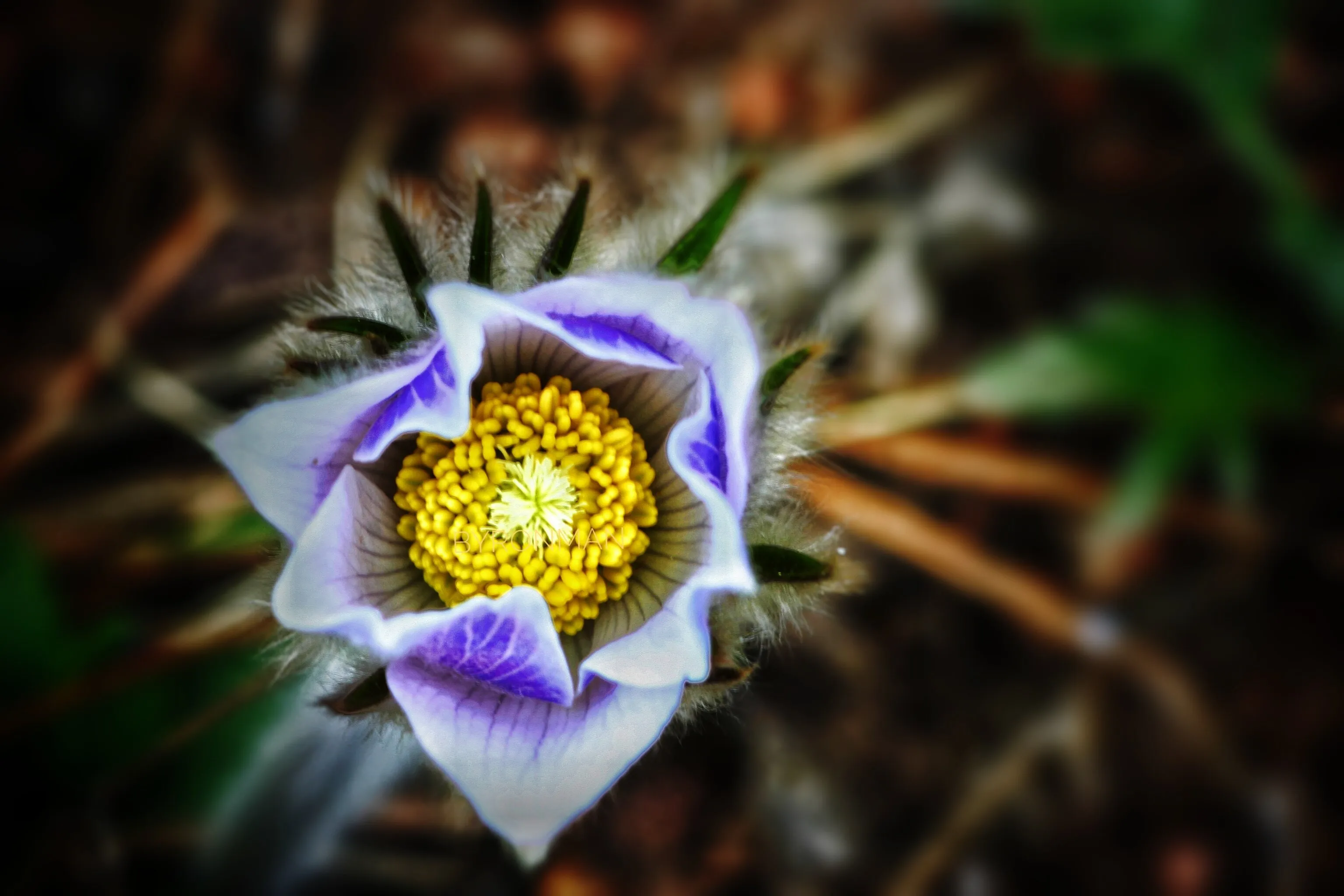 Blooming