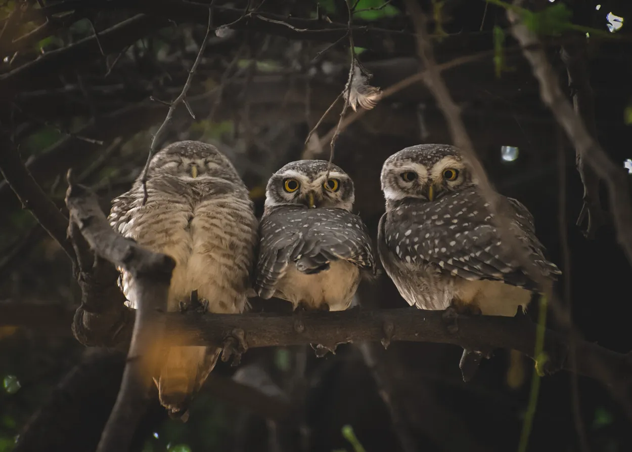 Entry 8491896
