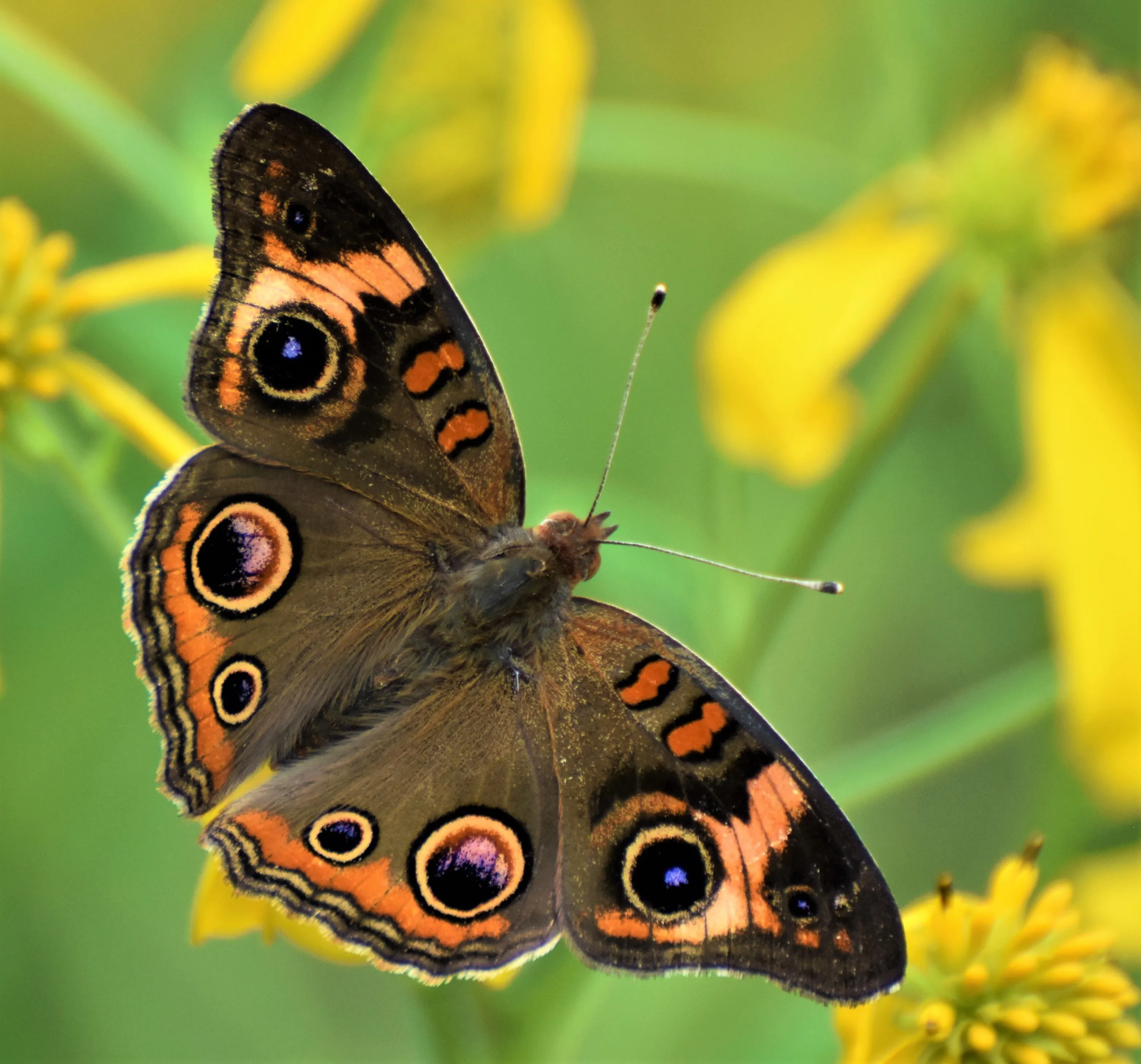 Buckeye Butterfly
