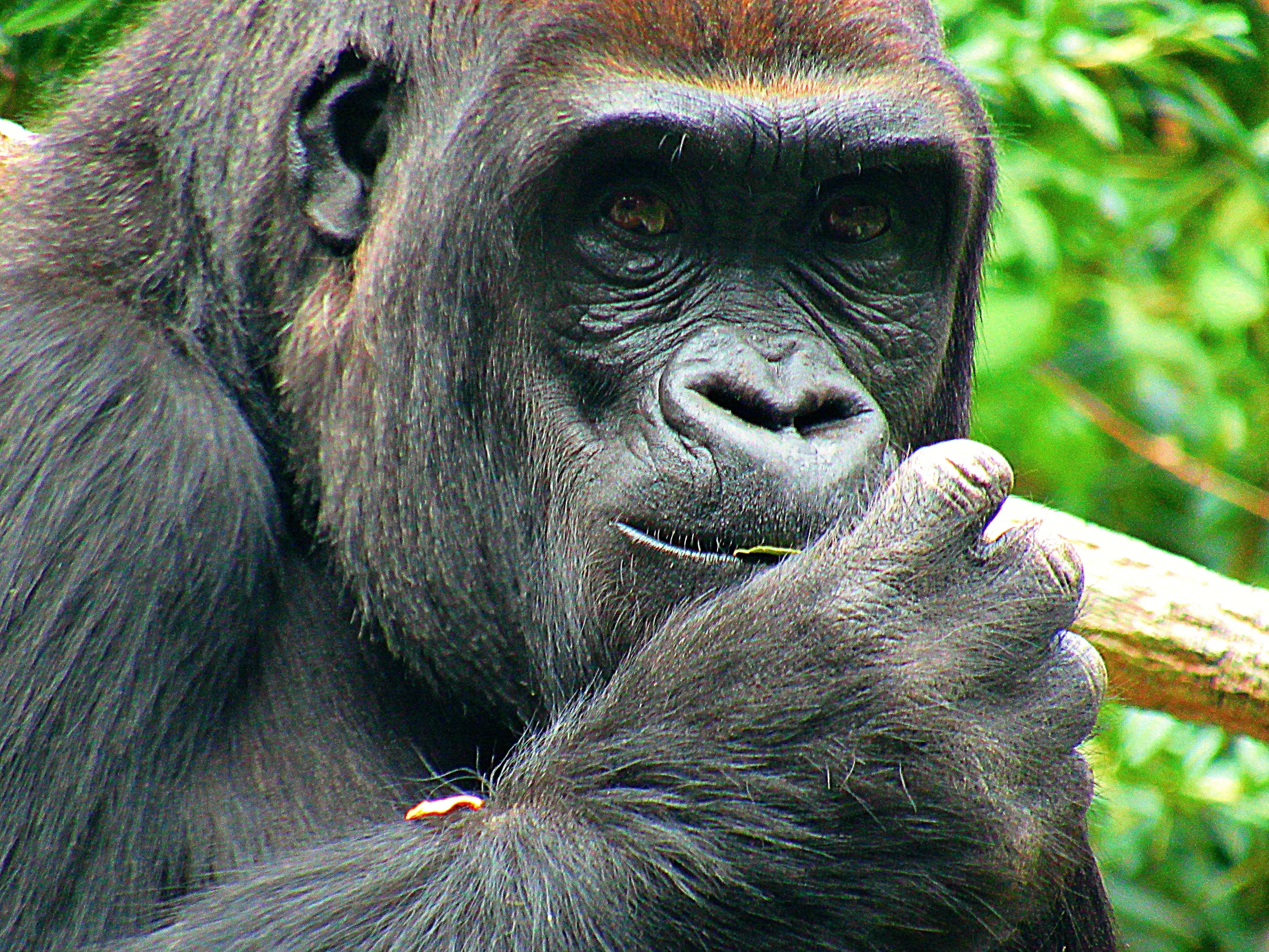 Introspective Primate