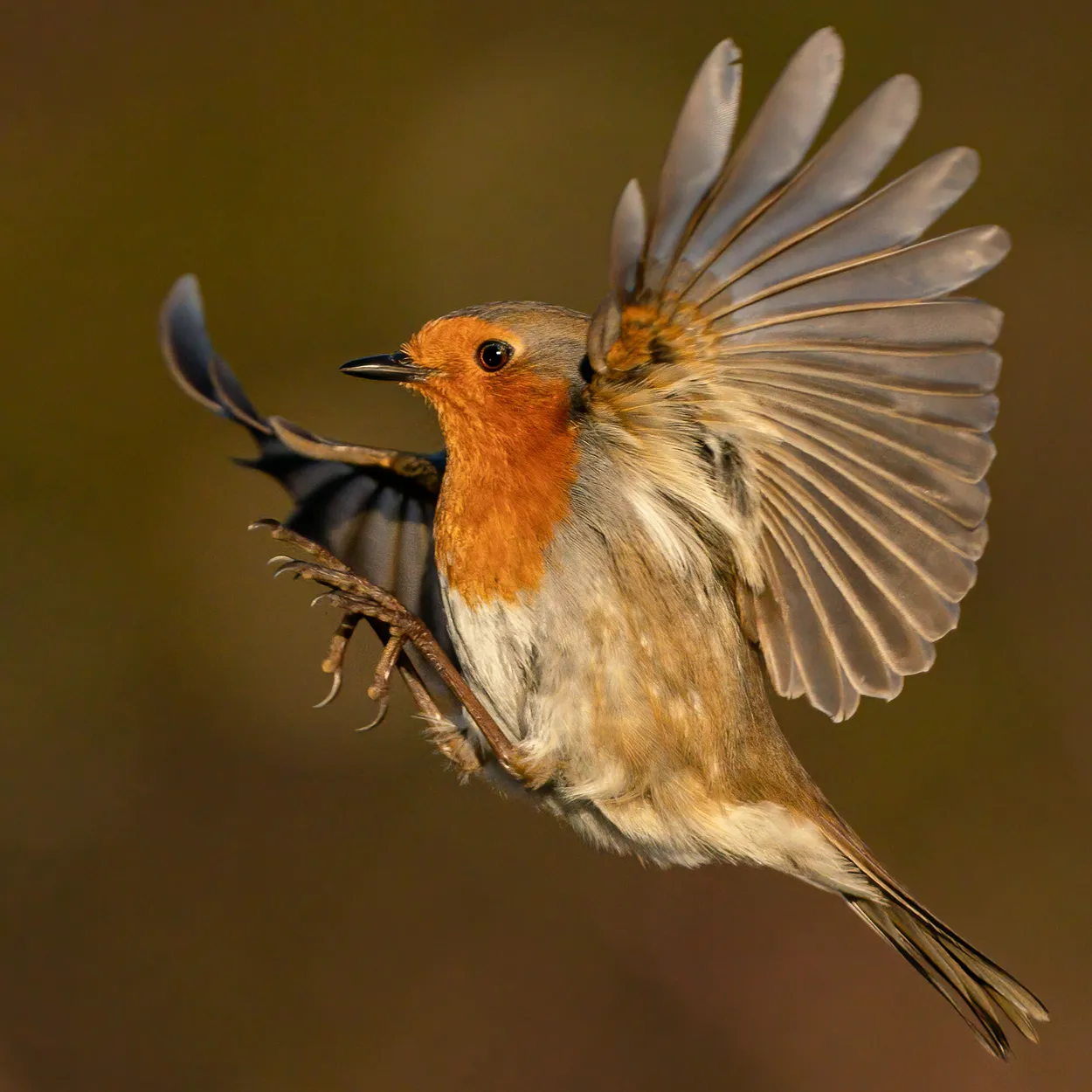 Robin in flight