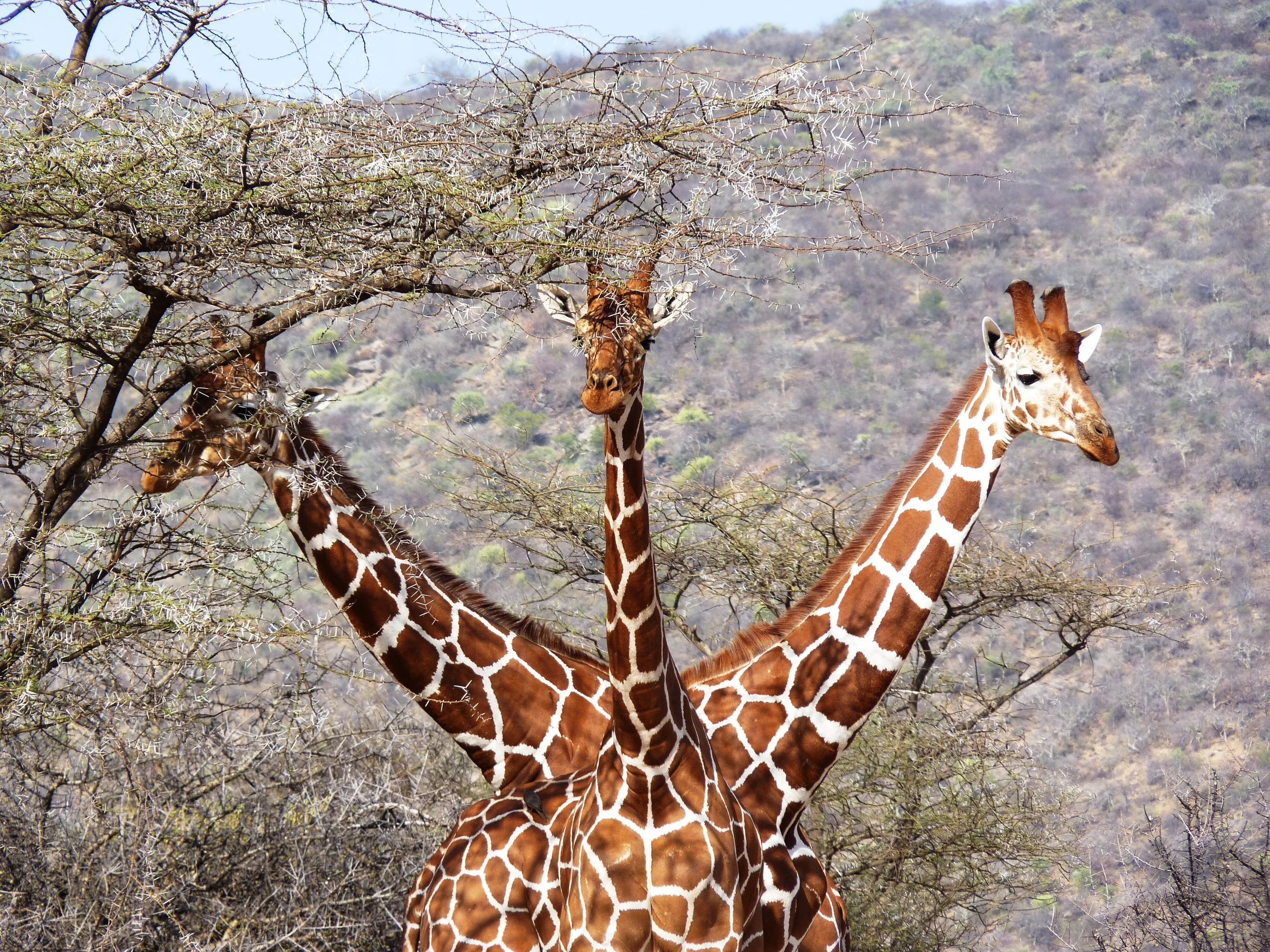 Three Headed Giraffe
