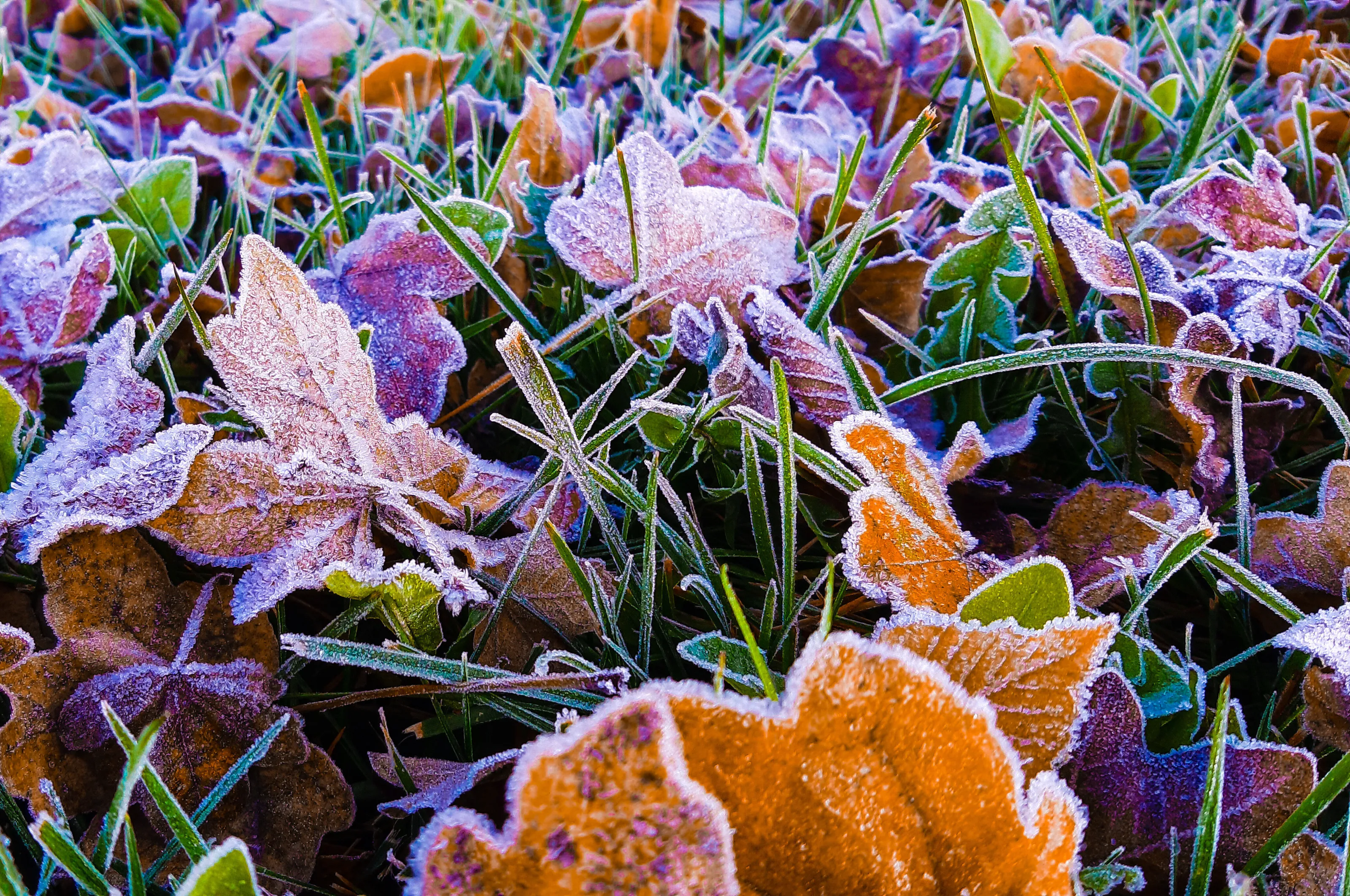 Frosty leaves
