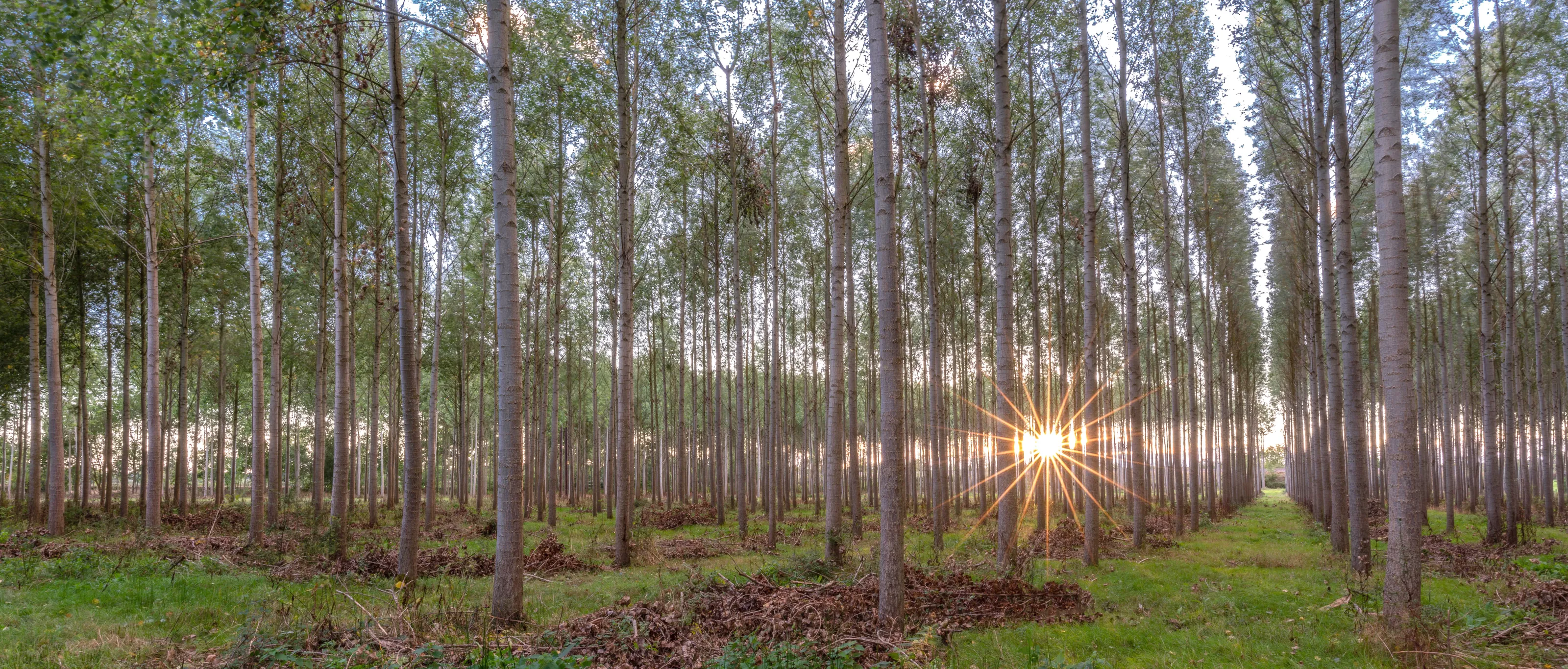 Sunset in the wood