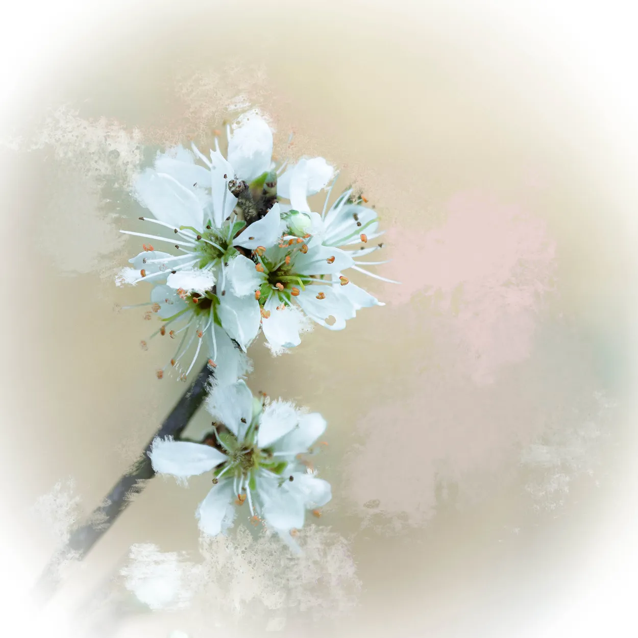 Entry 8520516