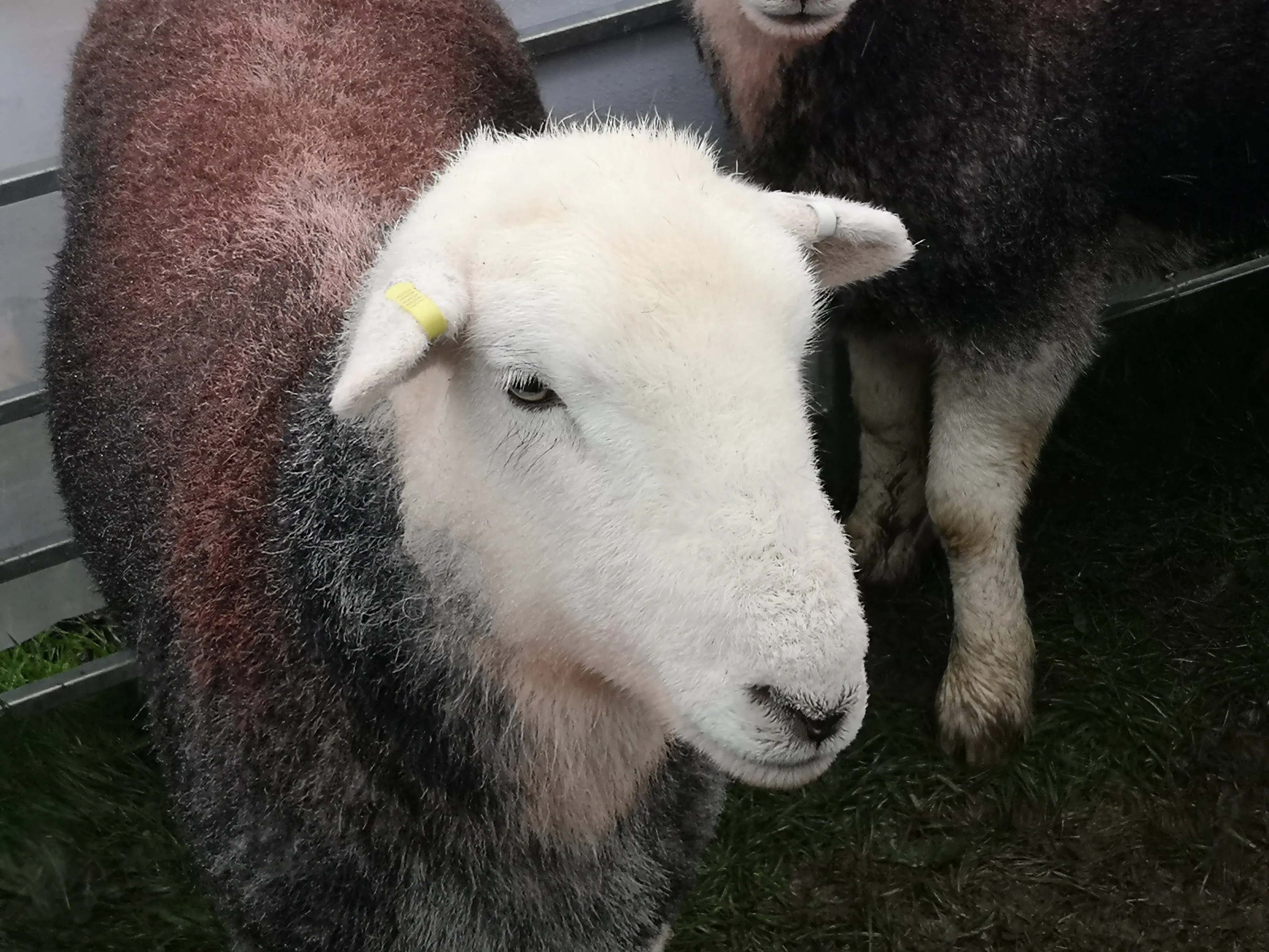 Herdwick