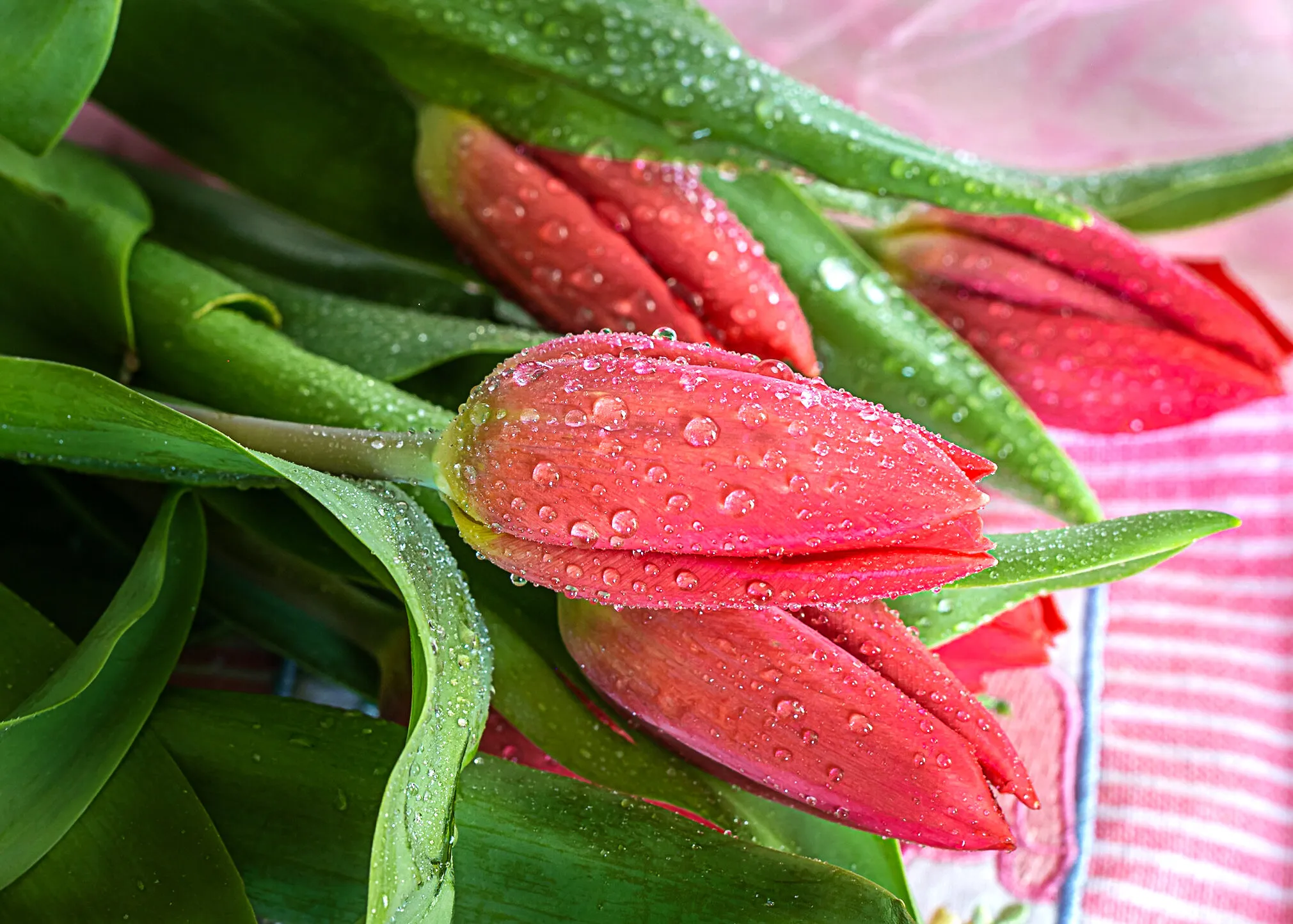 beautiful  tulips