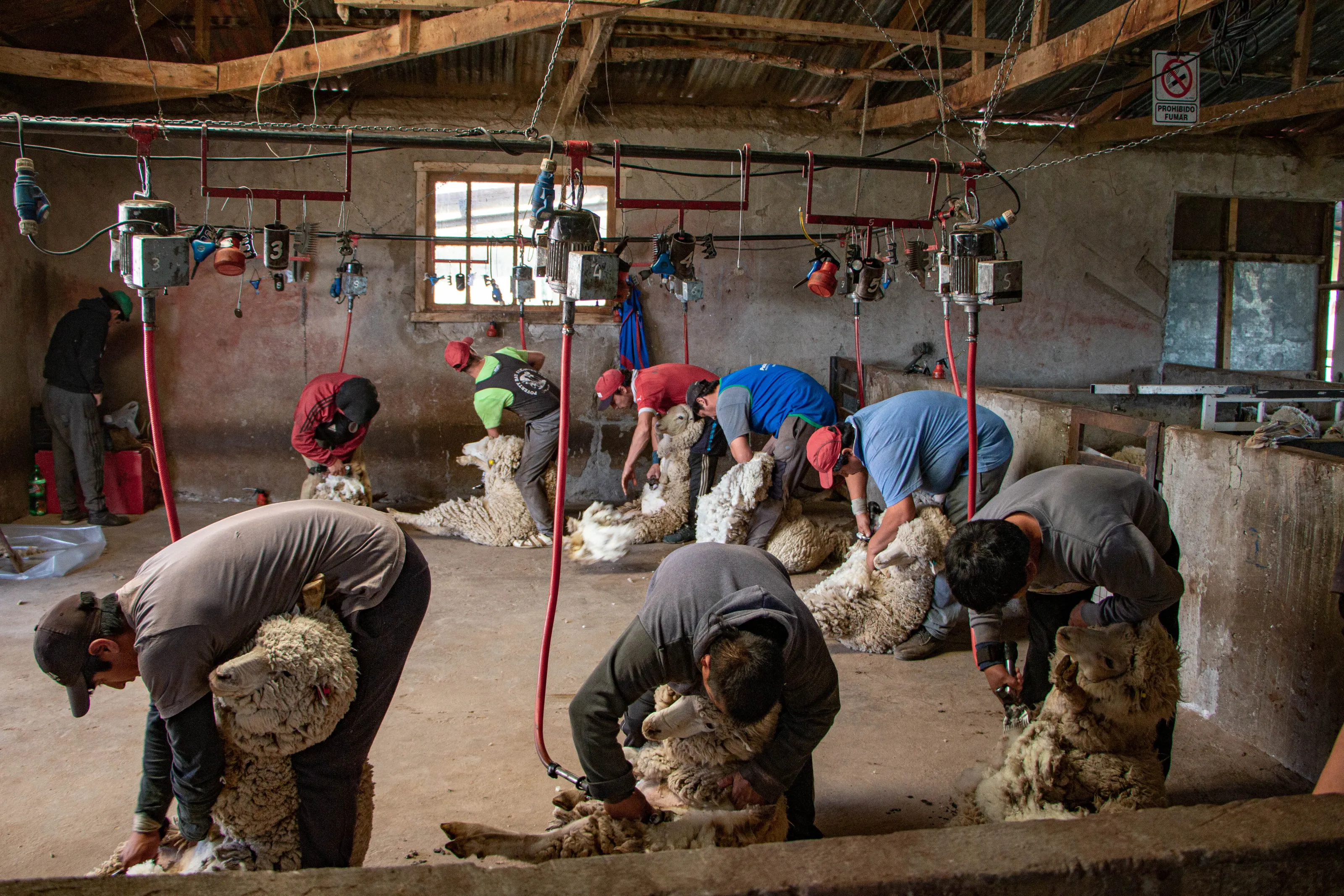 Sheep Shearers, Patagonia, Argentina