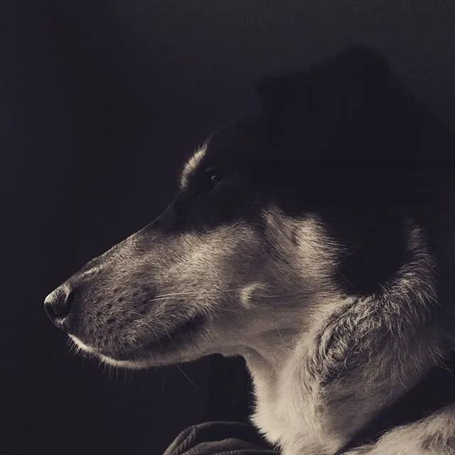 Fritz