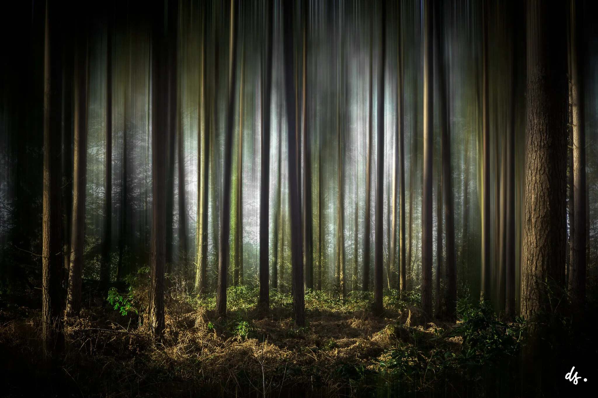 Into the Woods