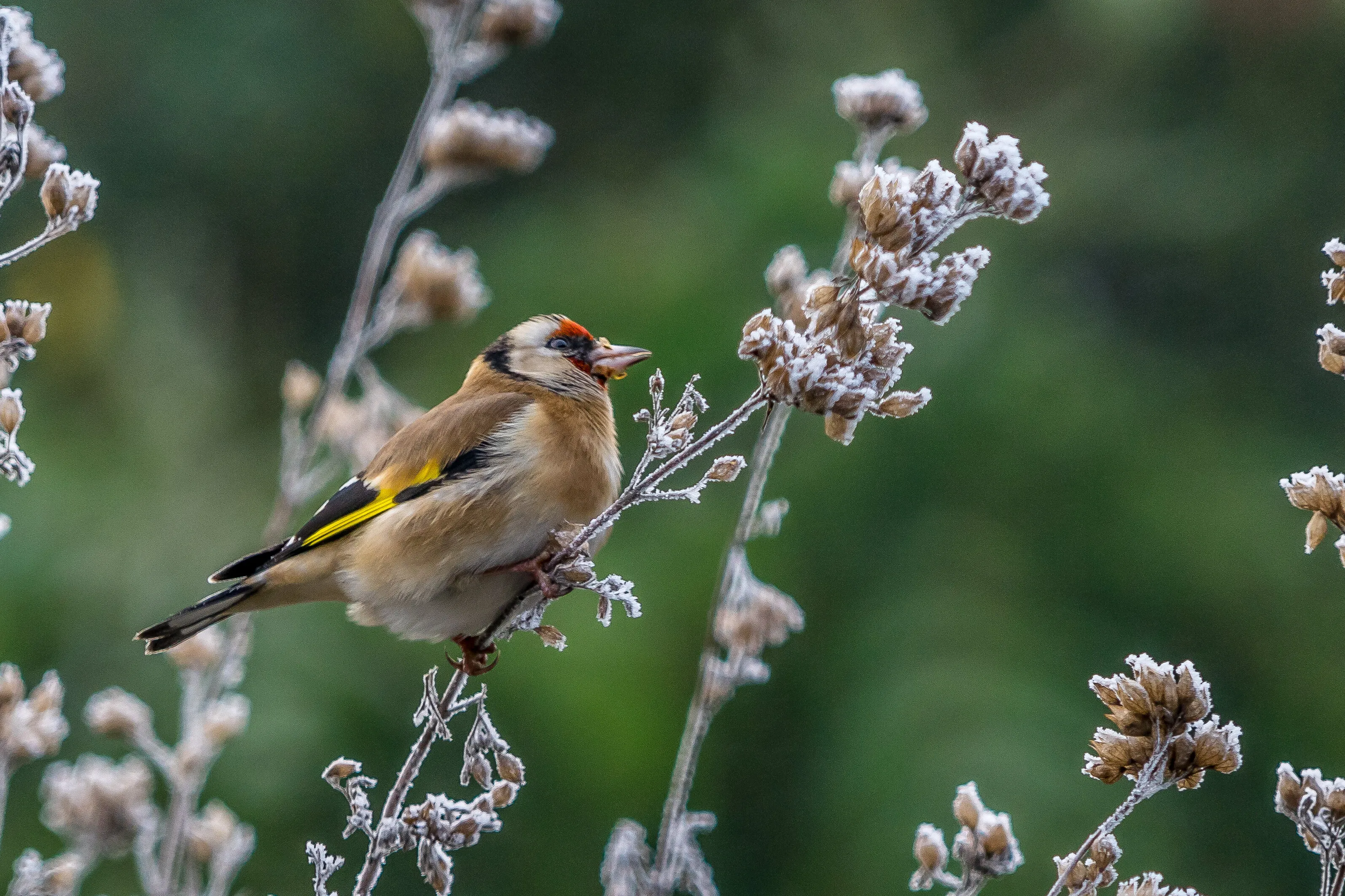 Goldfinch on frosty bush