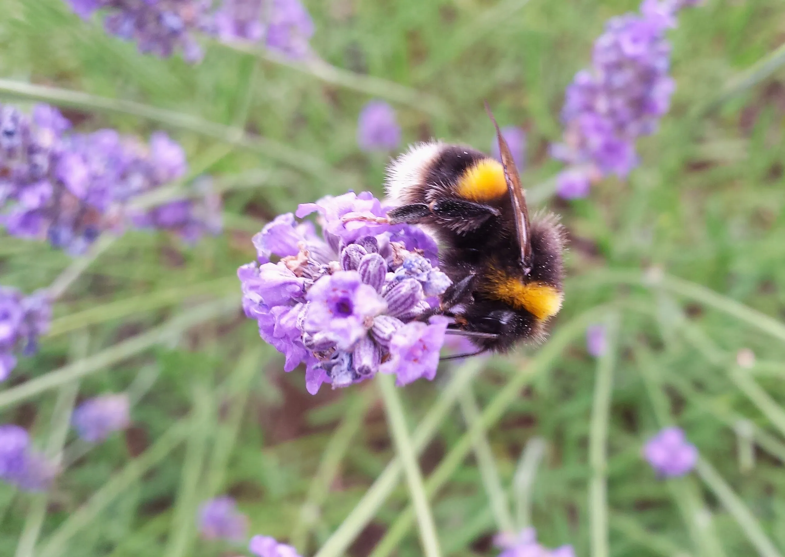 Busy Bee