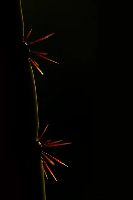 Cactus spines