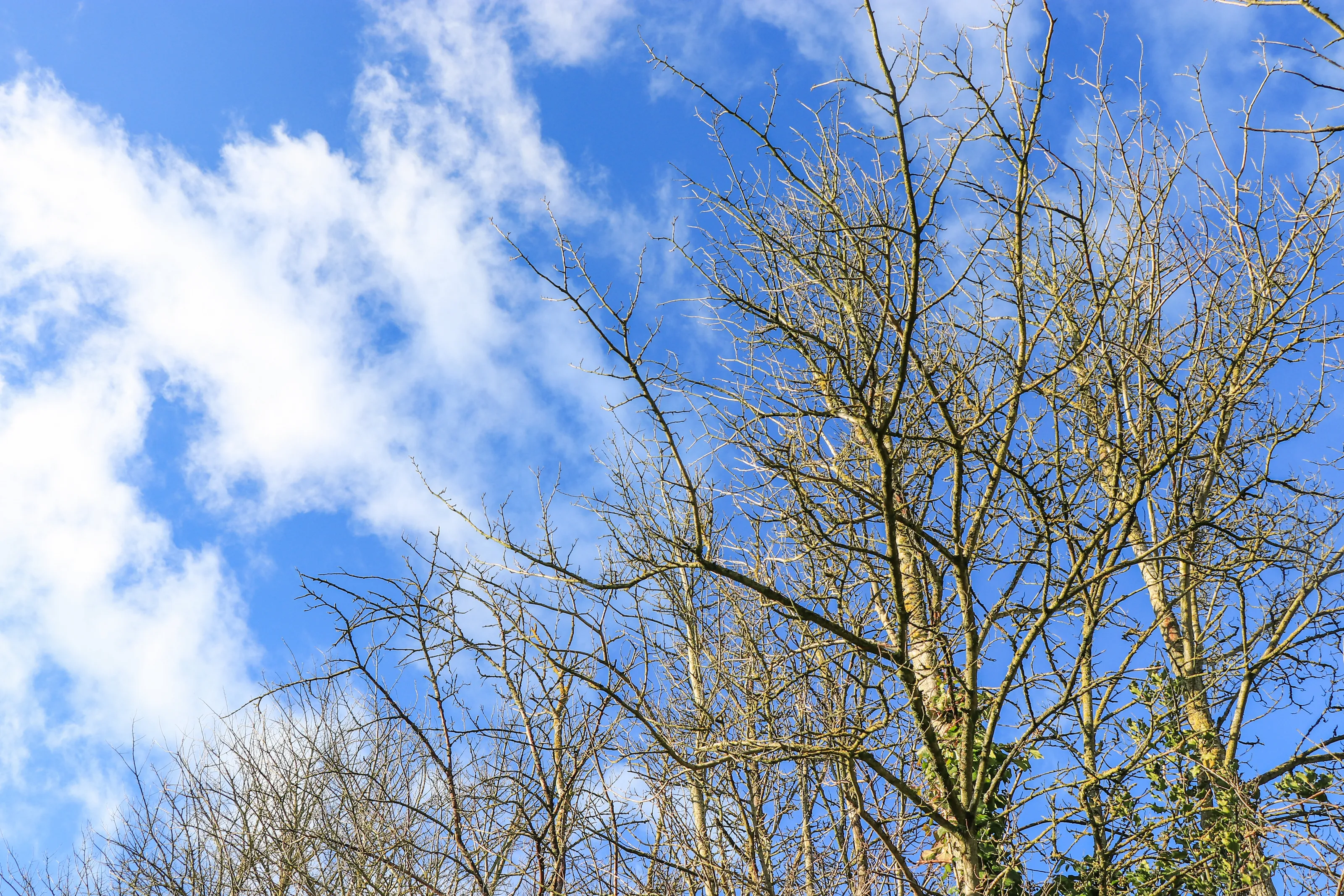 Sky through the trees