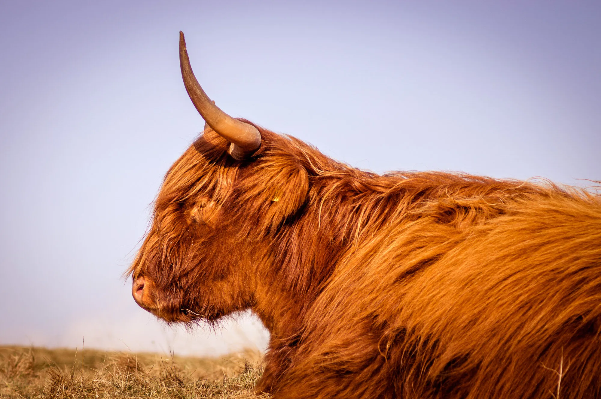 Highland Cow