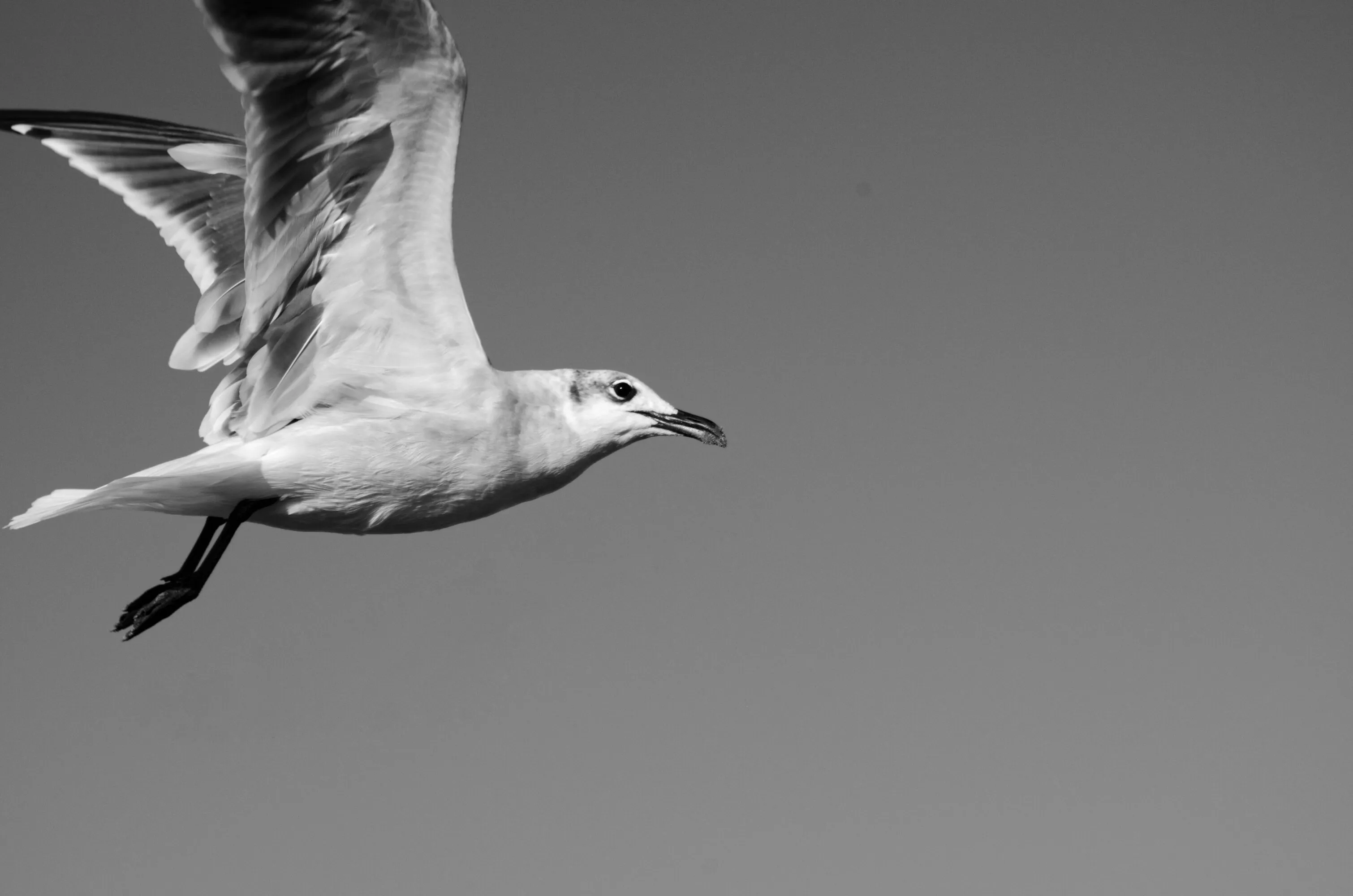 A flying seagull