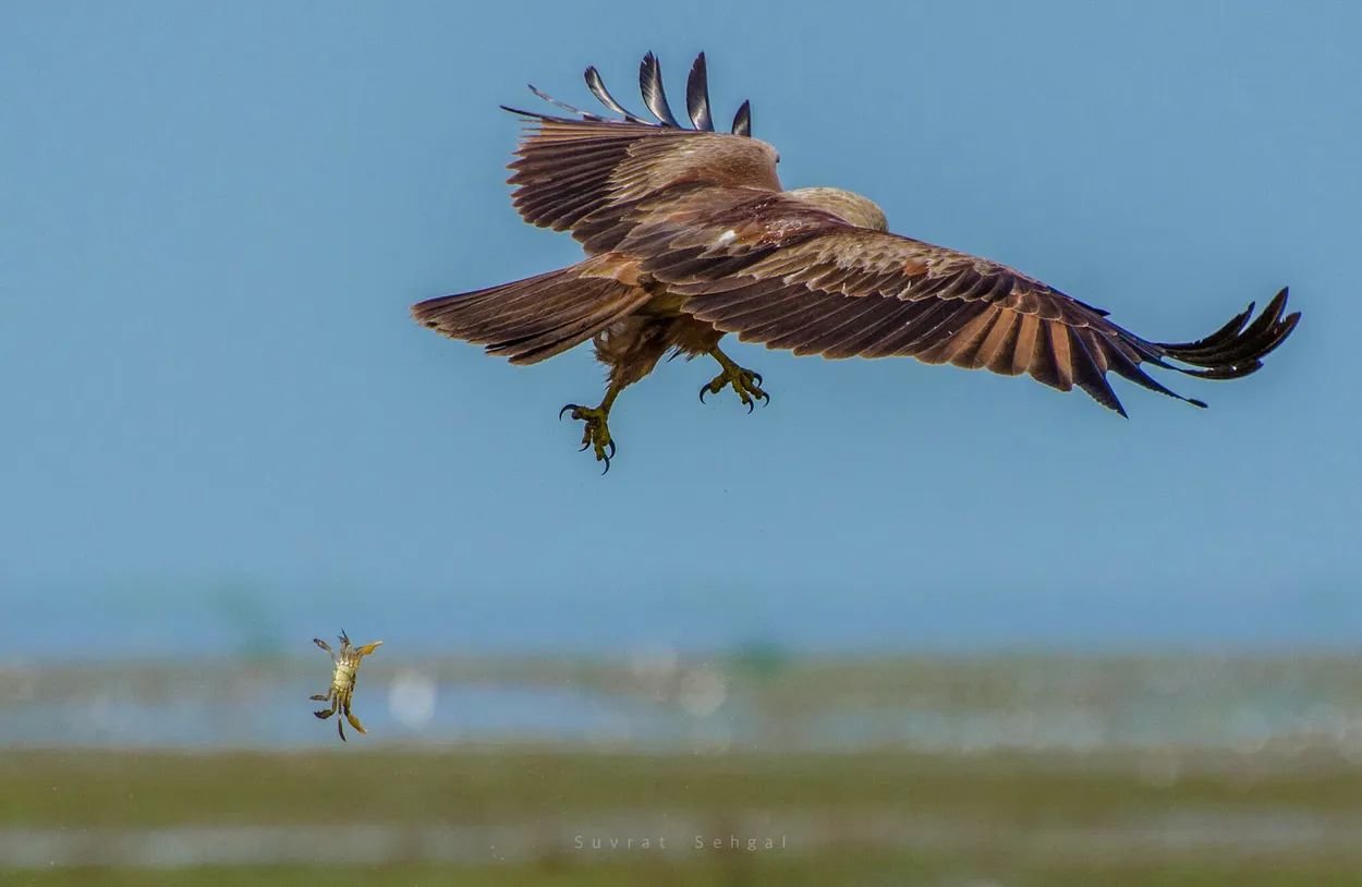 Entry 850013