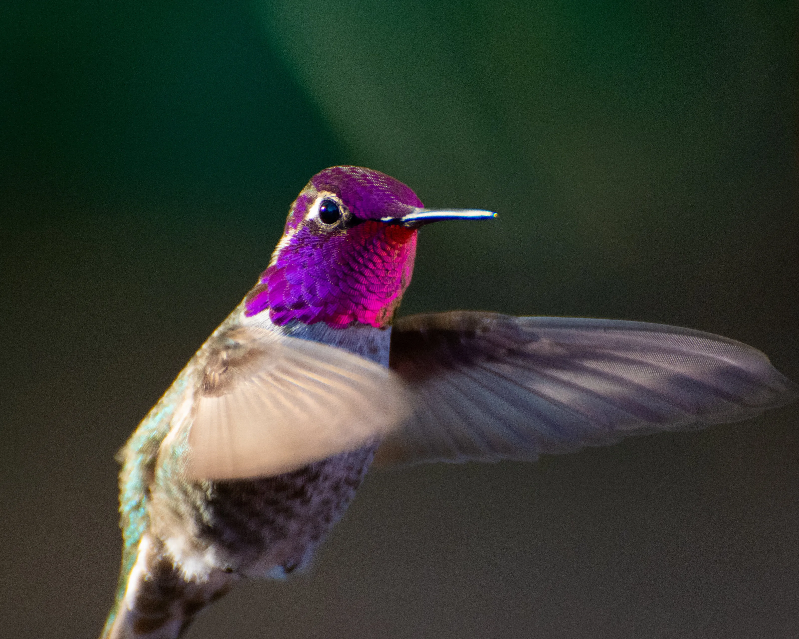 Anna's Hummingbird