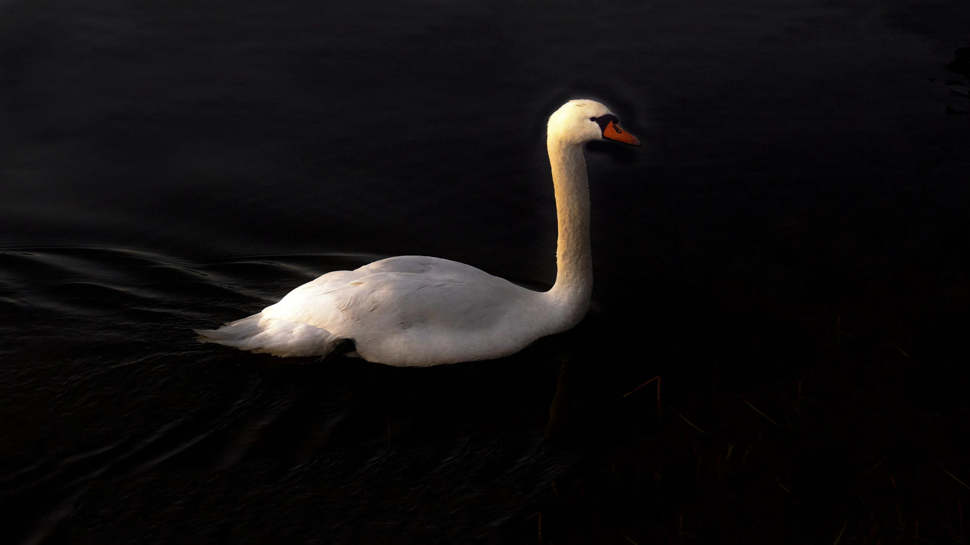 Swan