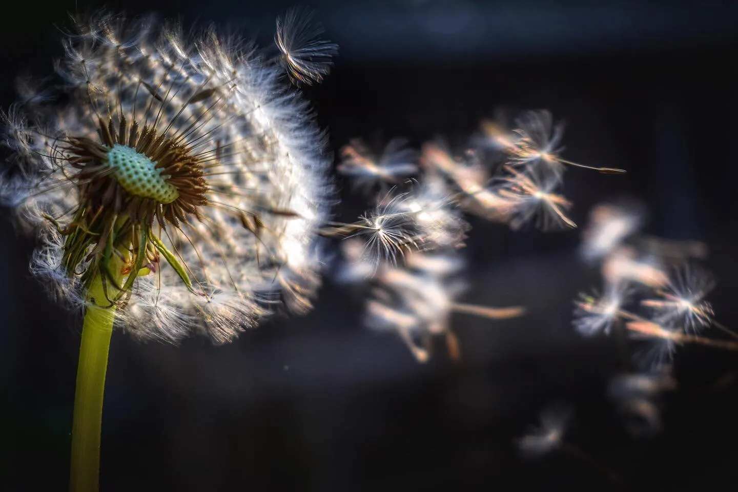 Make a Wish