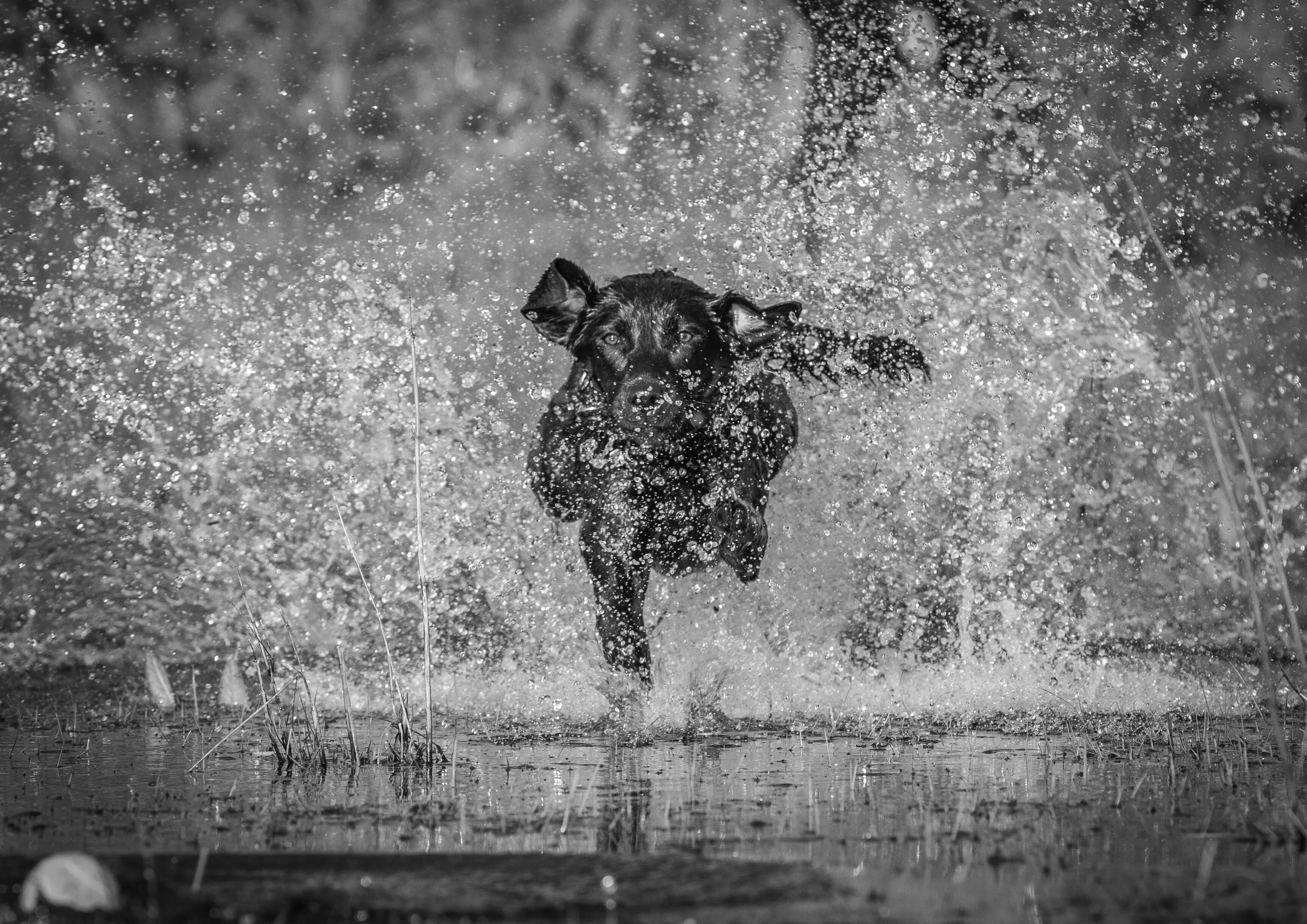 Labrador Retriever making a splash (B&W)