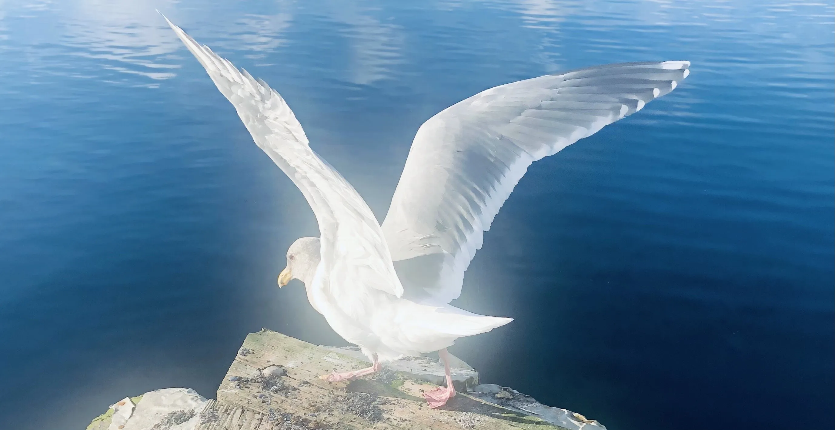 Take flight